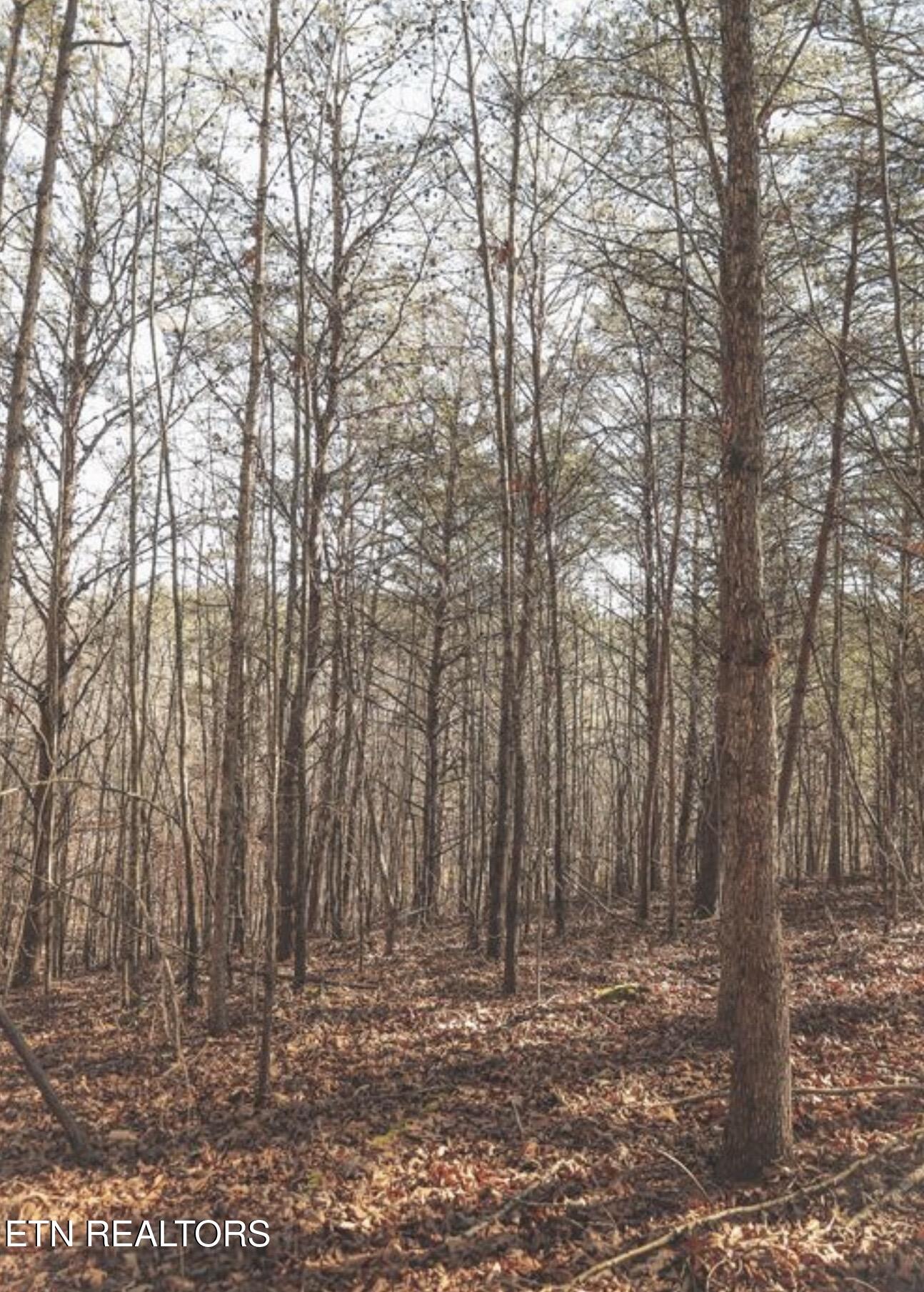 Lot 10 & 11 Curtis Road Tellico Plains TN 37385