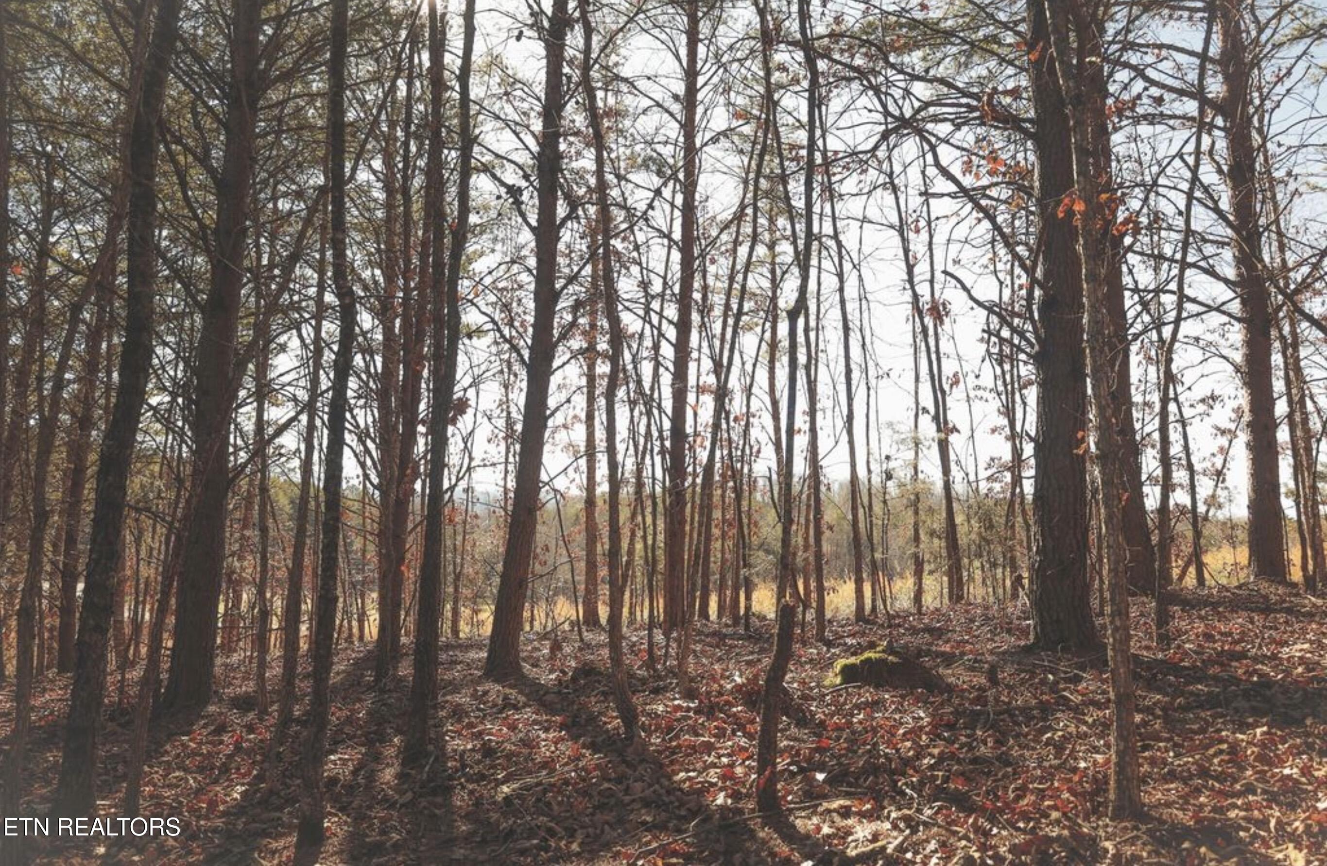 Lot 10 & 11 Curtis Road Tellico Plains TN 37385