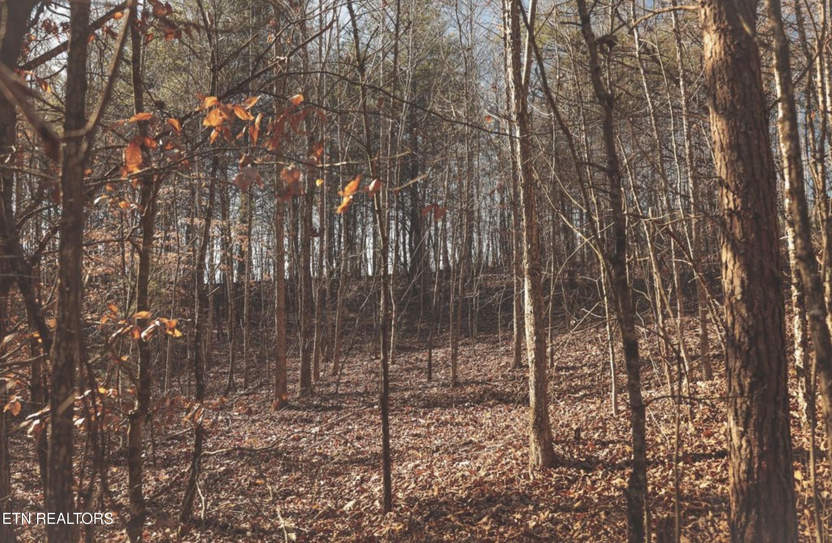 Lot 10 & 11 Curtis Road Tellico Plains TN 37385