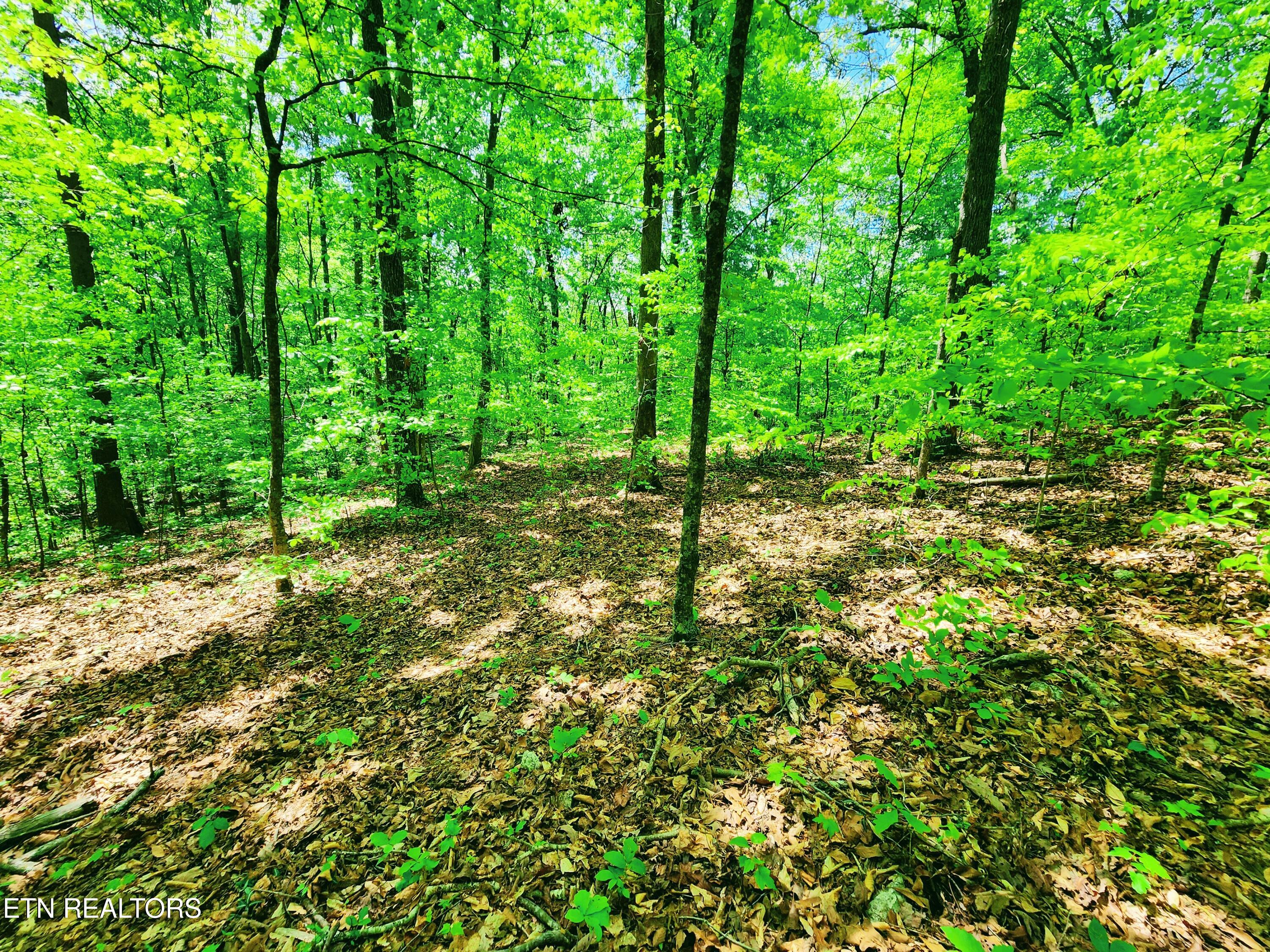 Evergreen Cove Kingston TN 37763