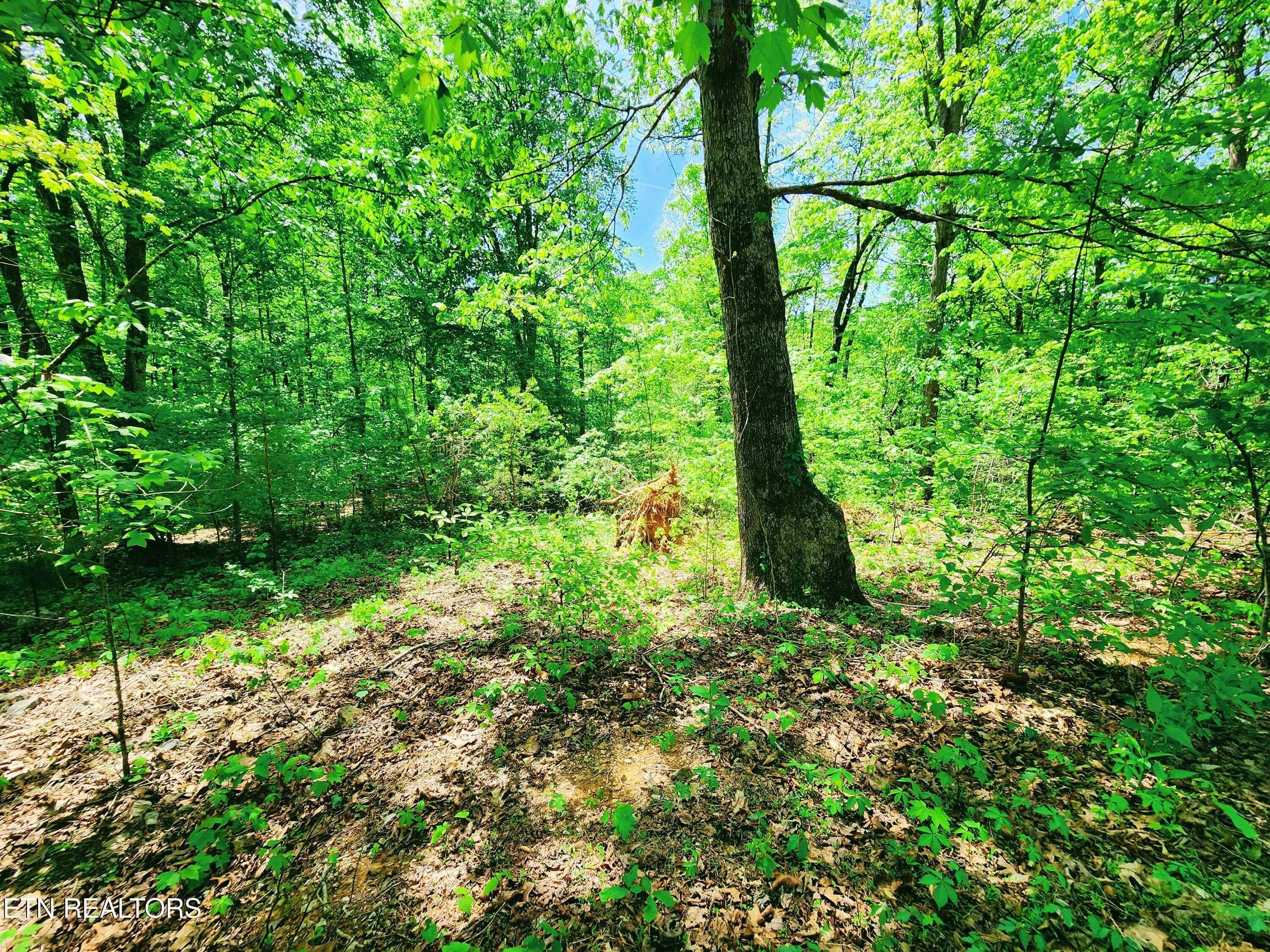 Evergreen Cove Kingston TN 37763