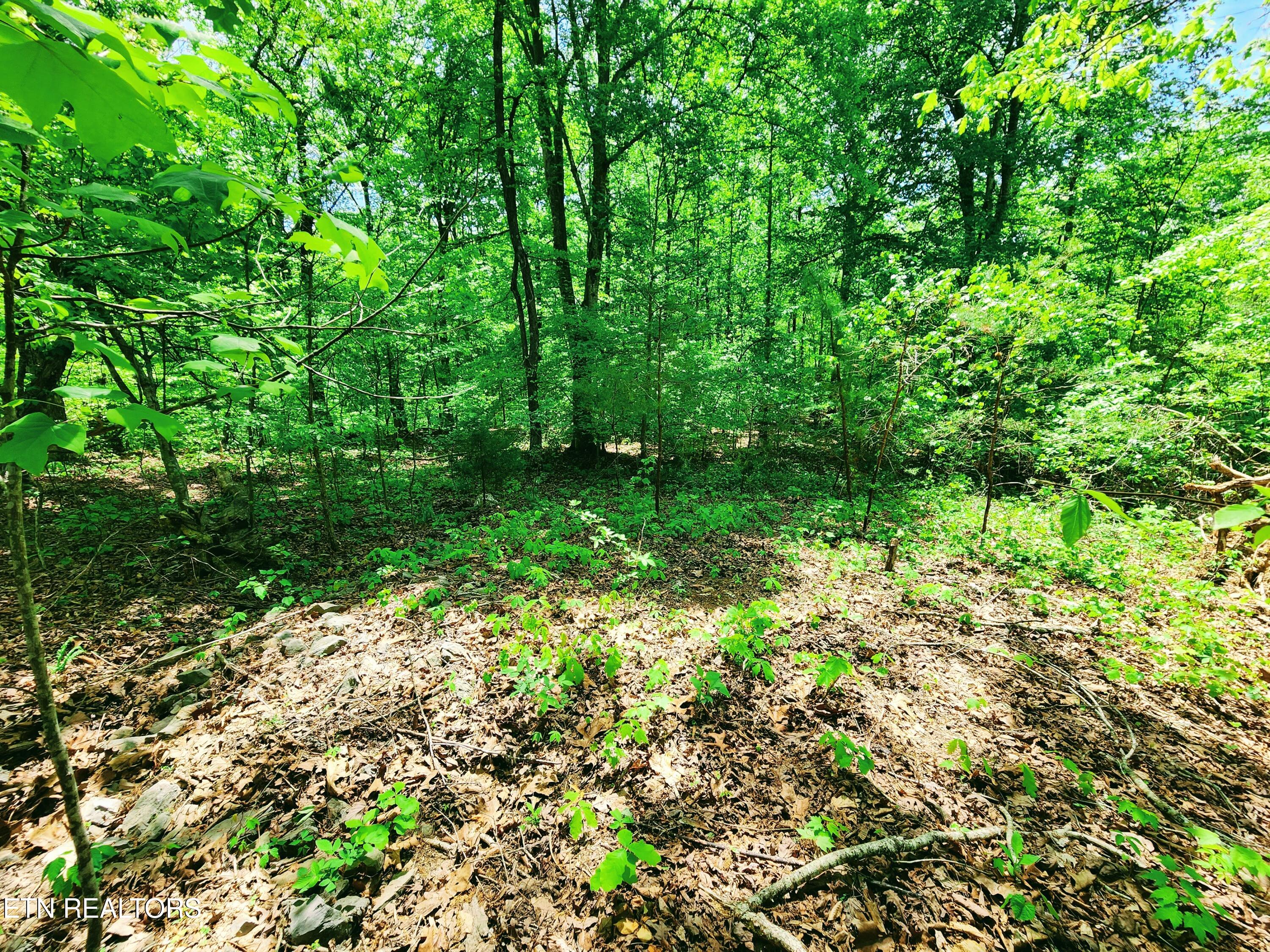 Evergreen Cove Kingston TN 37763