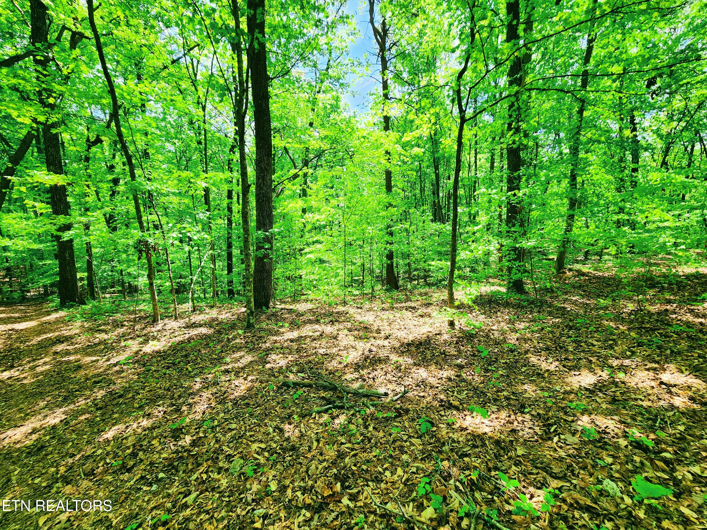 Evergreen Cove Kingston TN 37763