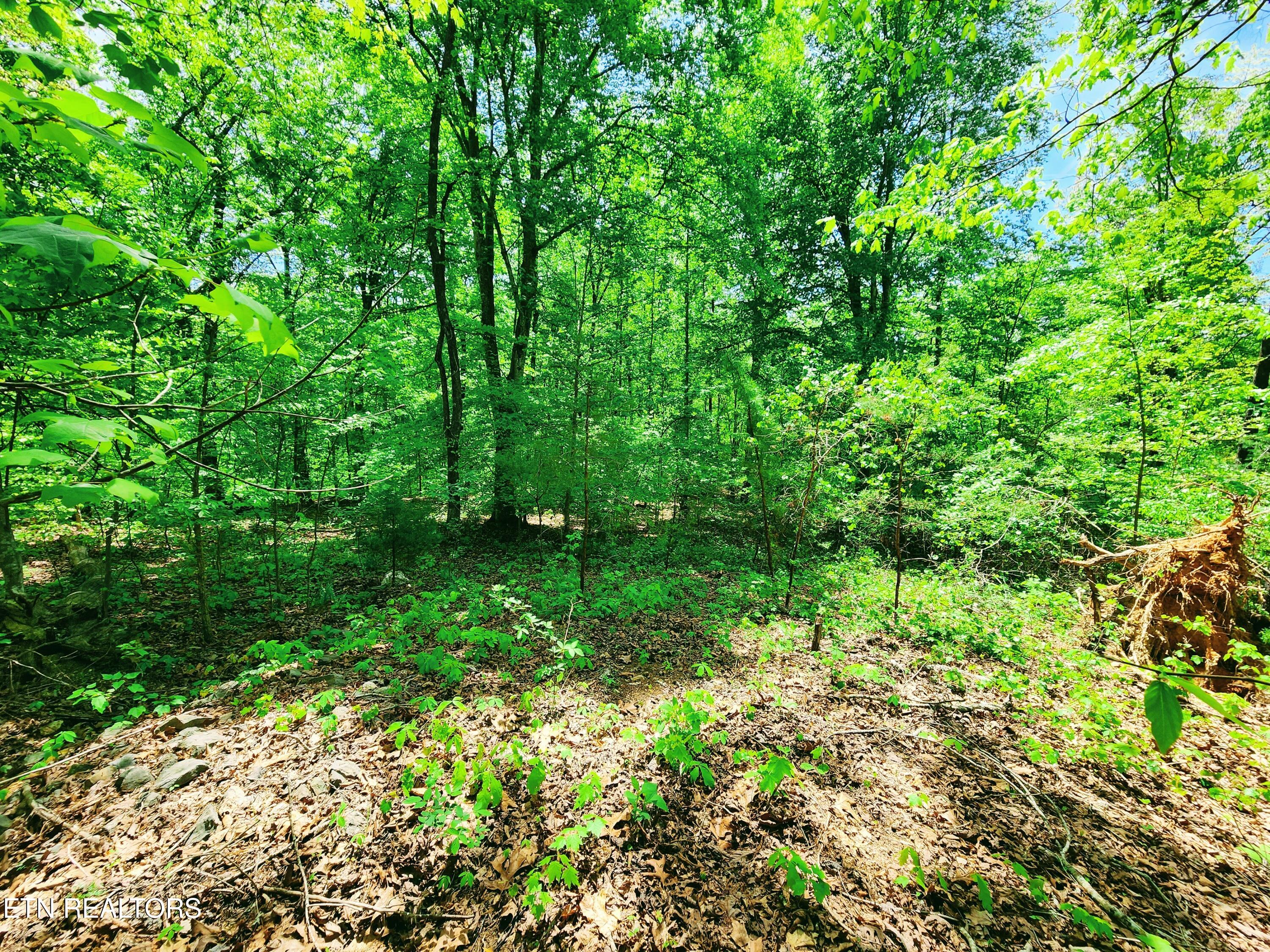 Evergreen Cove Kingston TN 37763