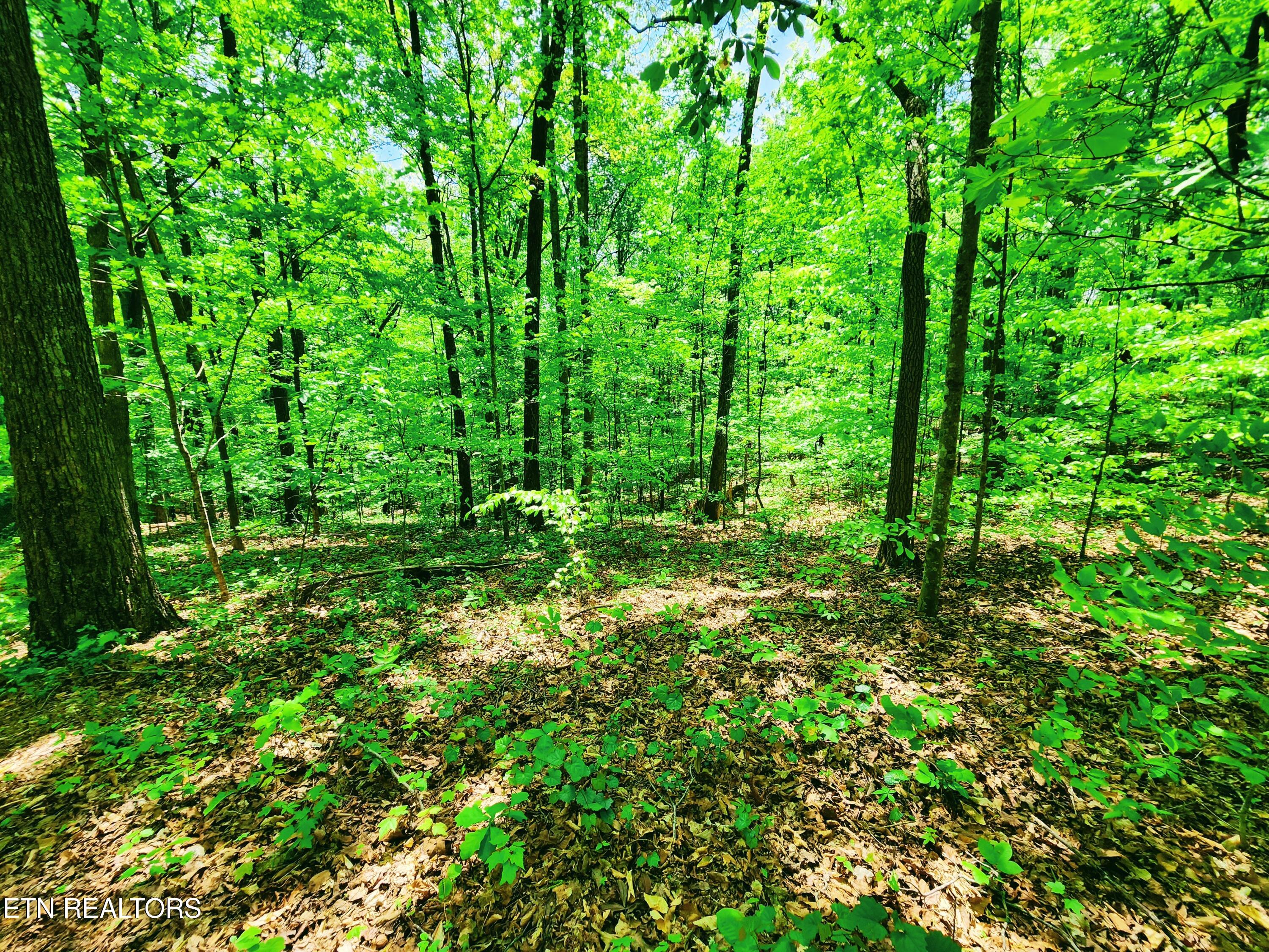 Evergreen Cove Kingston TN 37763