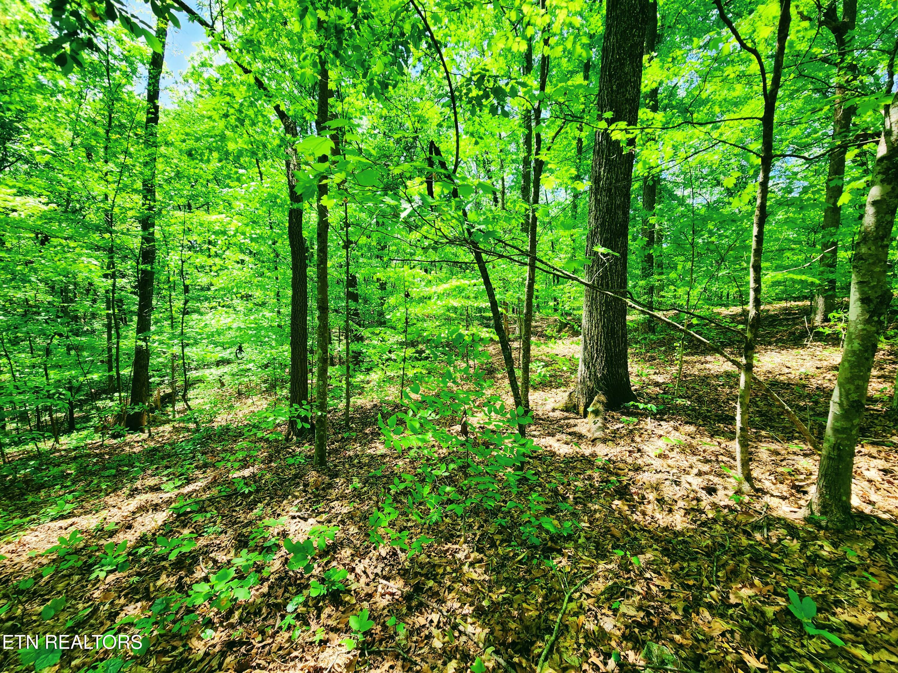 Evergreen Cove Kingston TN 37763