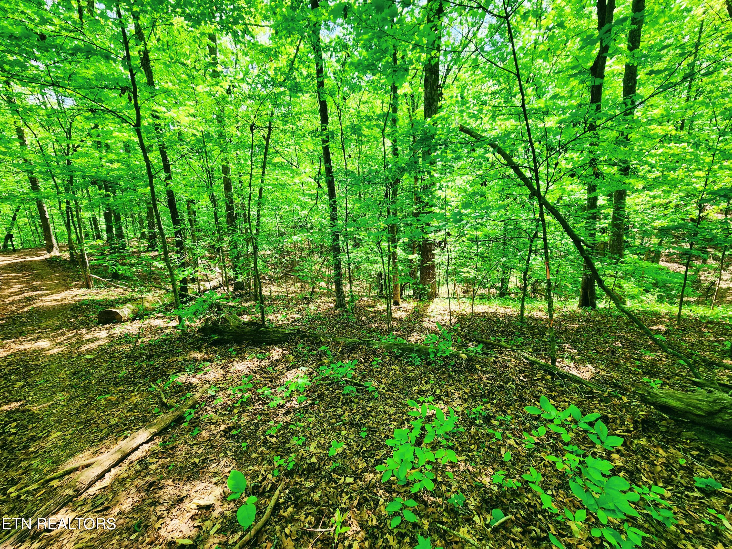 Evergreen Cove Kingston TN 37763