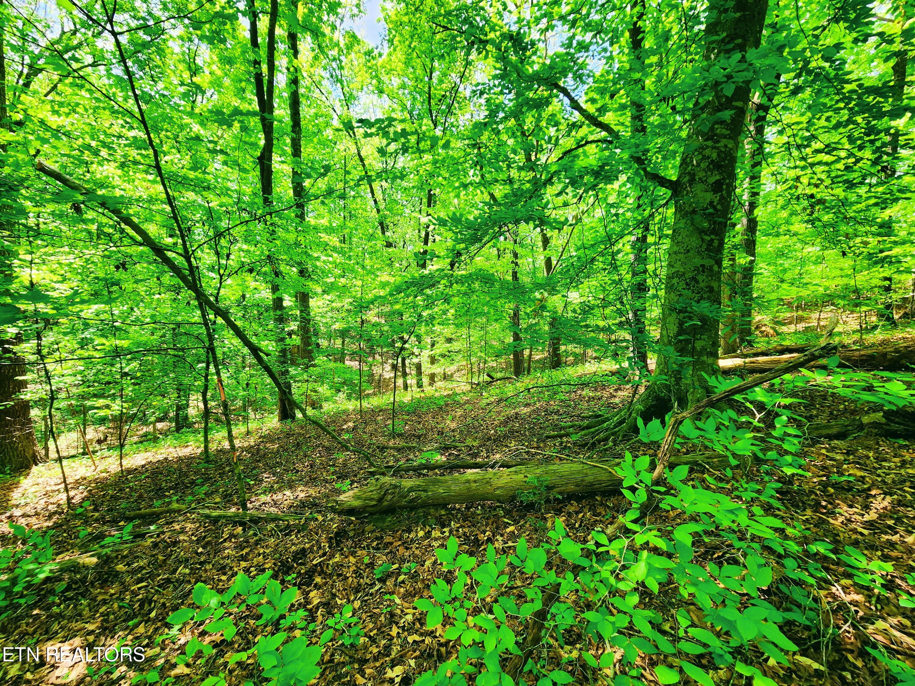 Evergreen Cove Kingston TN 37763