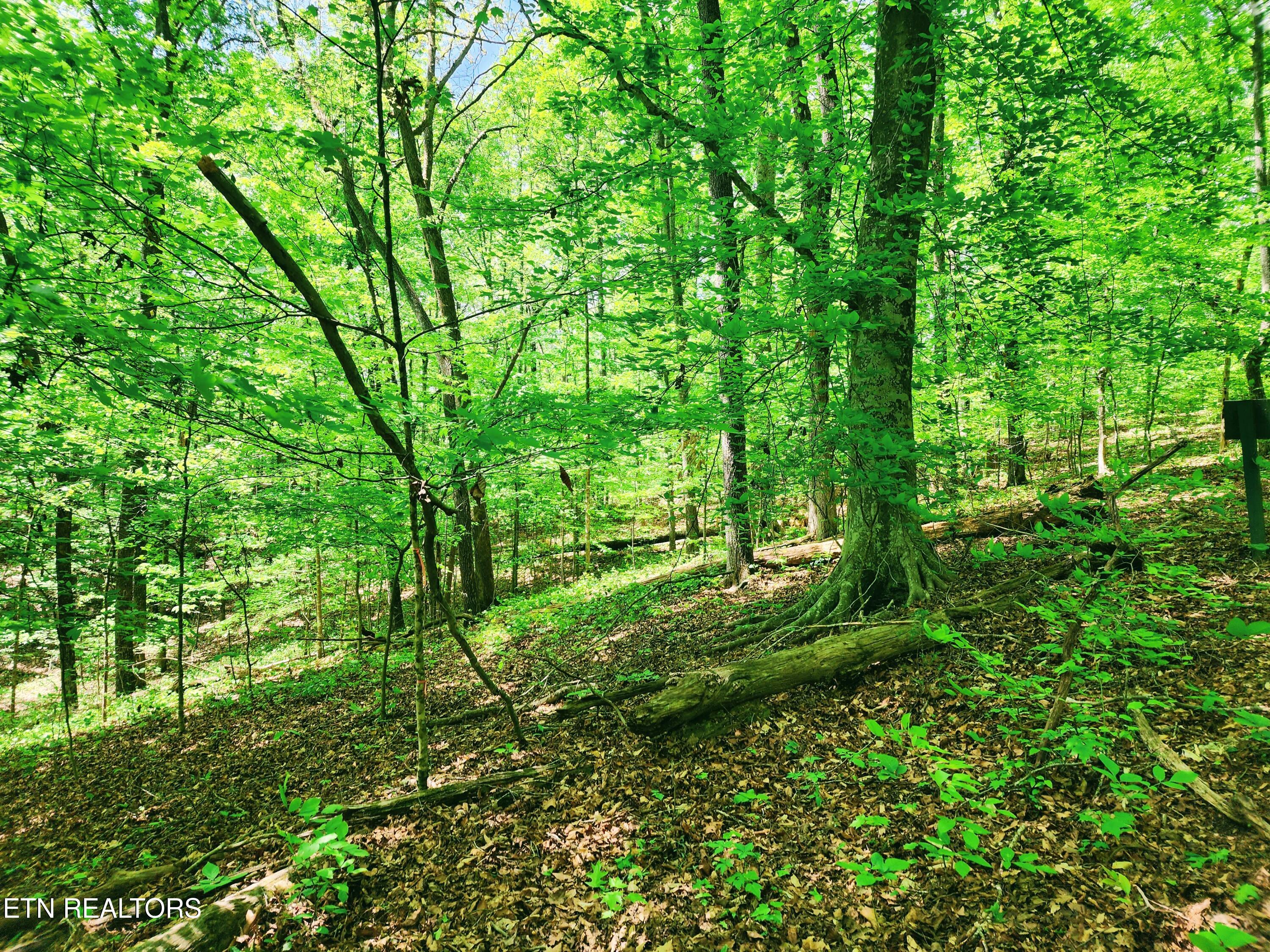 Evergreen Cove Kingston TN 37763