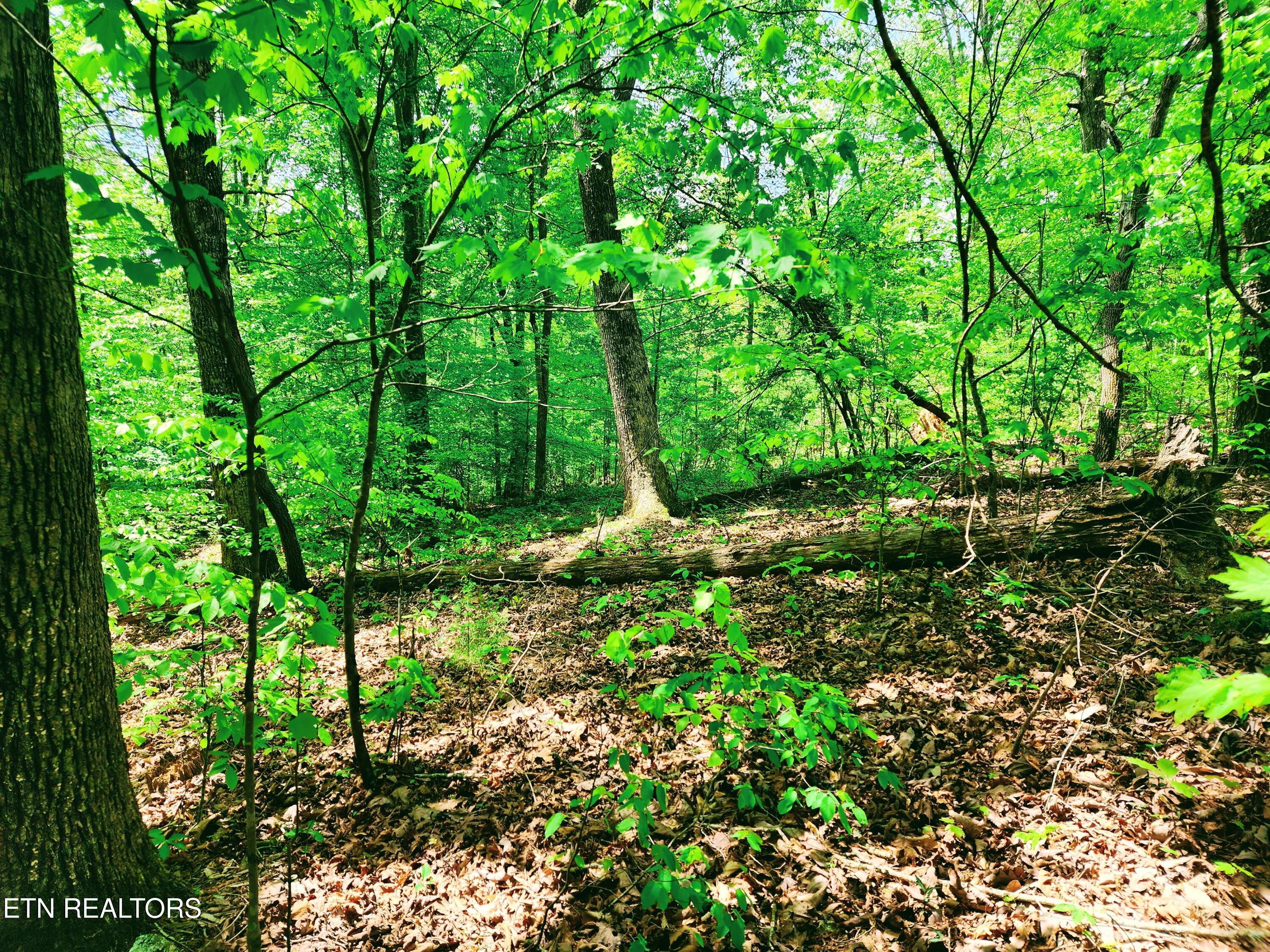 Evergreen Cove Kingston TN 37763