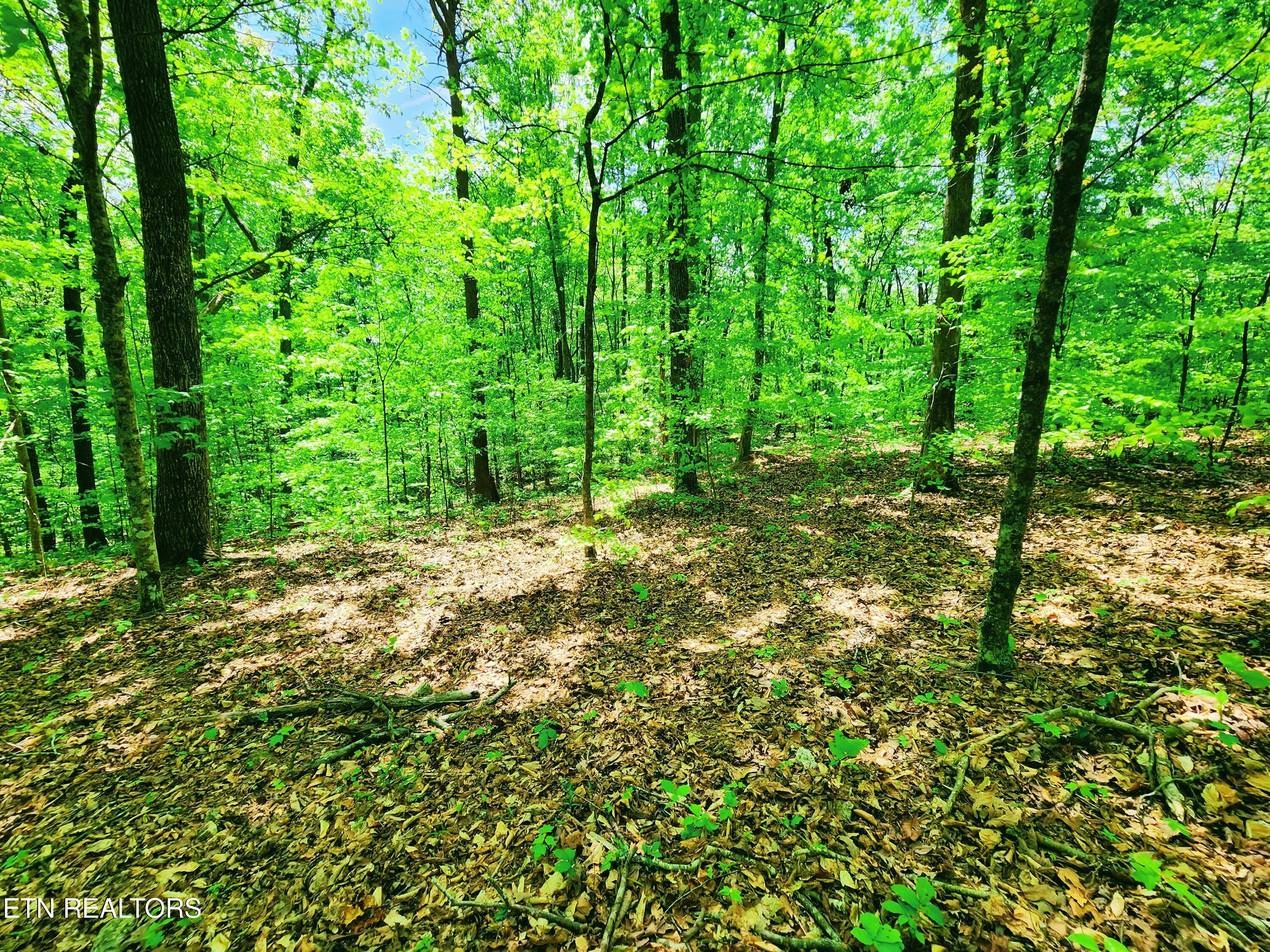 Evergreen Cove Kingston TN 37763