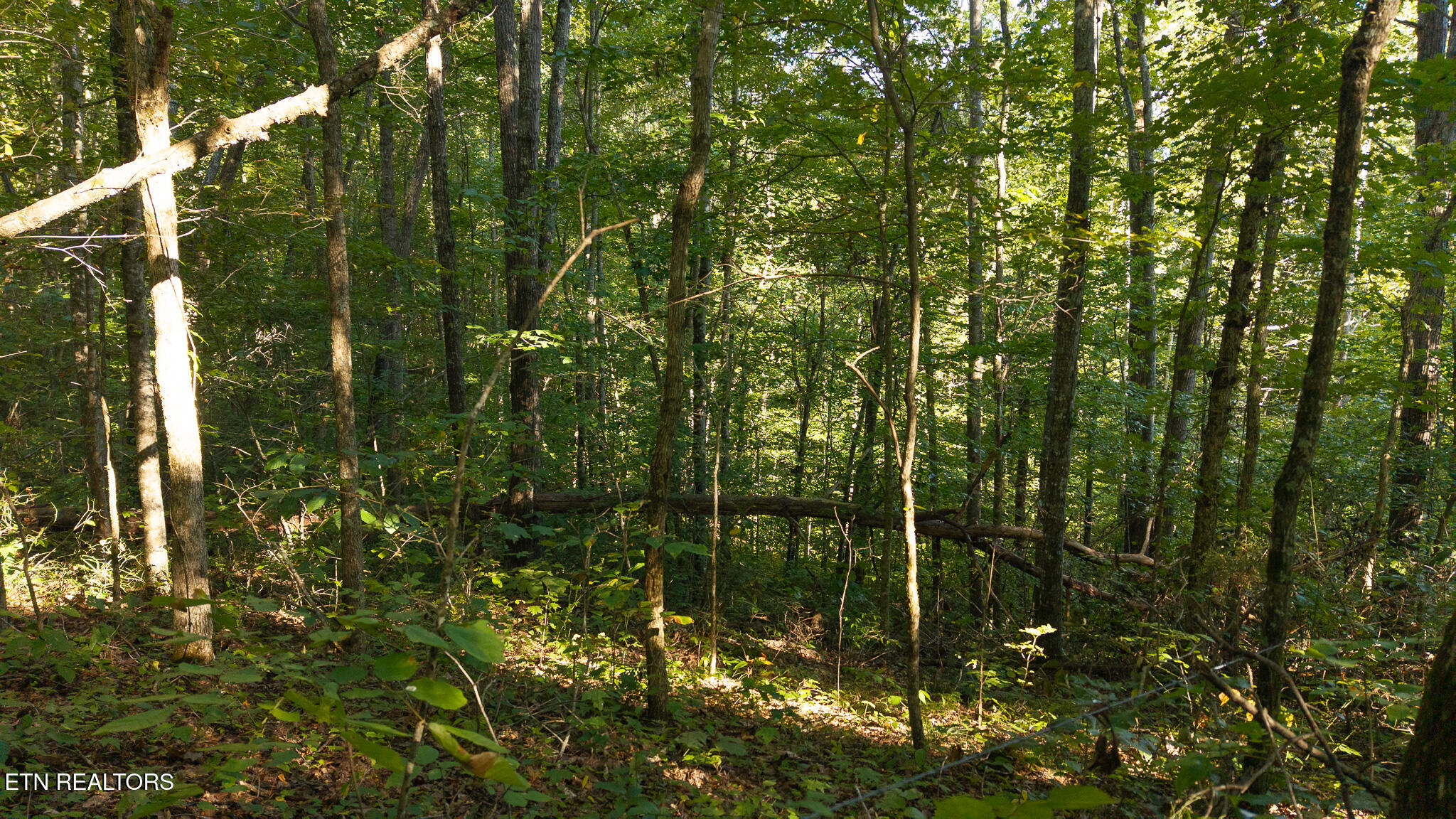 32.38 Ac Off Panther Creek Road Sneedville TN 37869