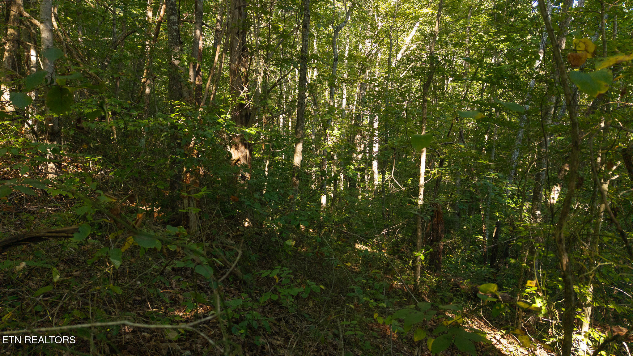 32.38 Ac Off Panther Creek Road Sneedville TN 37869