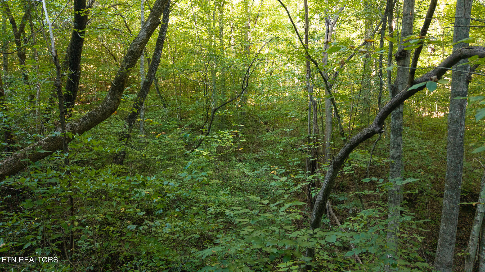 32.38 Ac Off Panther Creek Road Sneedville TN 37869