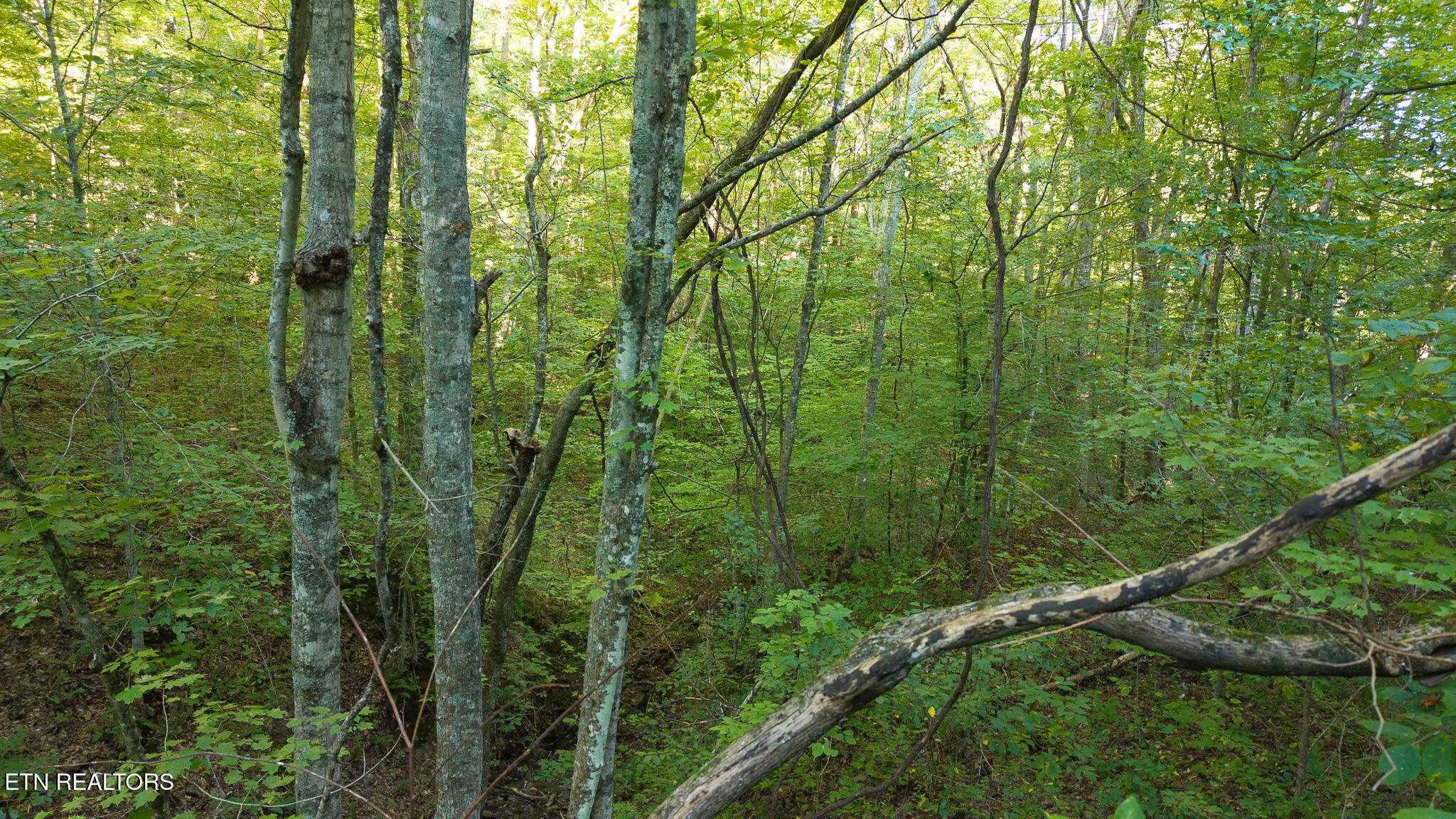 32.38 Ac Off Panther Creek Road Sneedville TN 37869