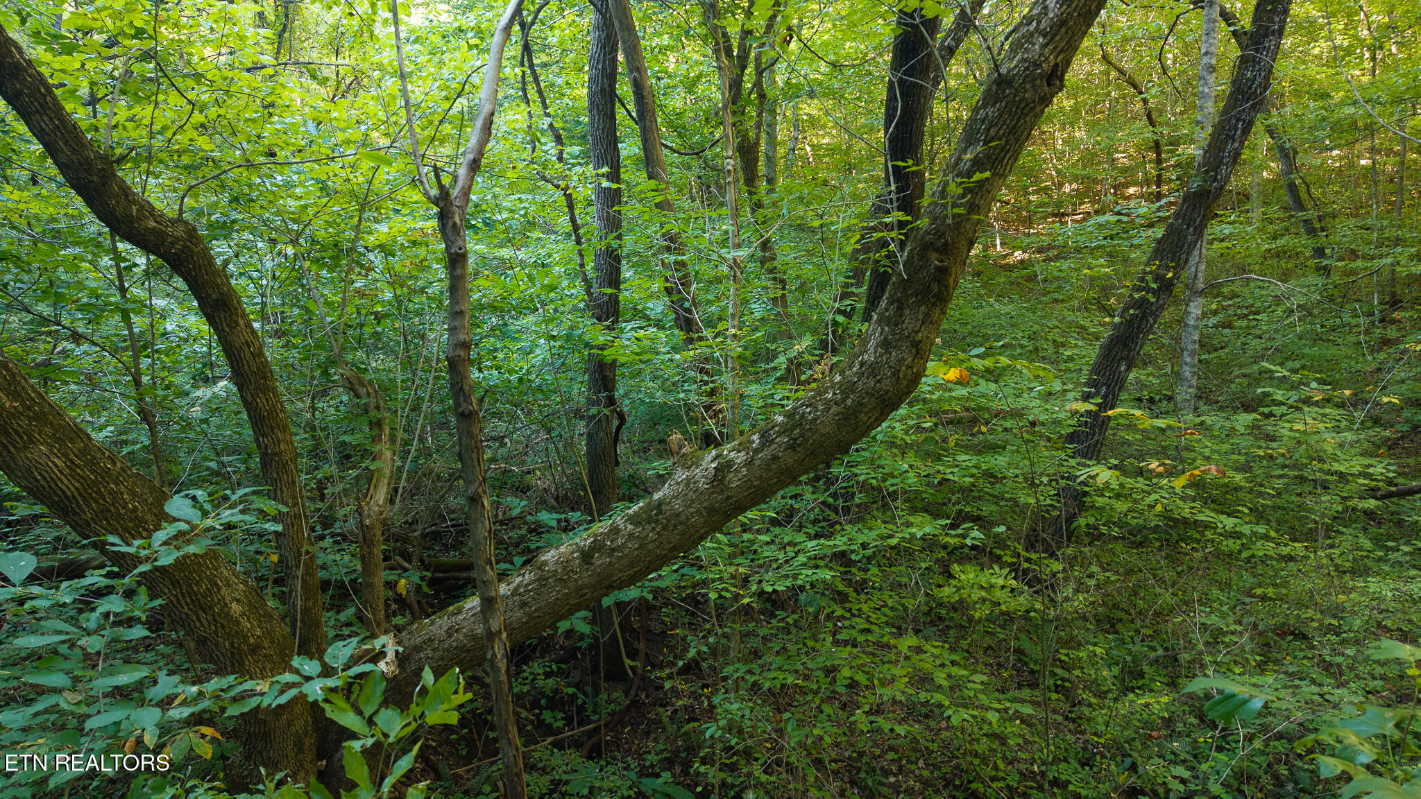 32.38 Ac Off Panther Creek Road Sneedville TN 37869
