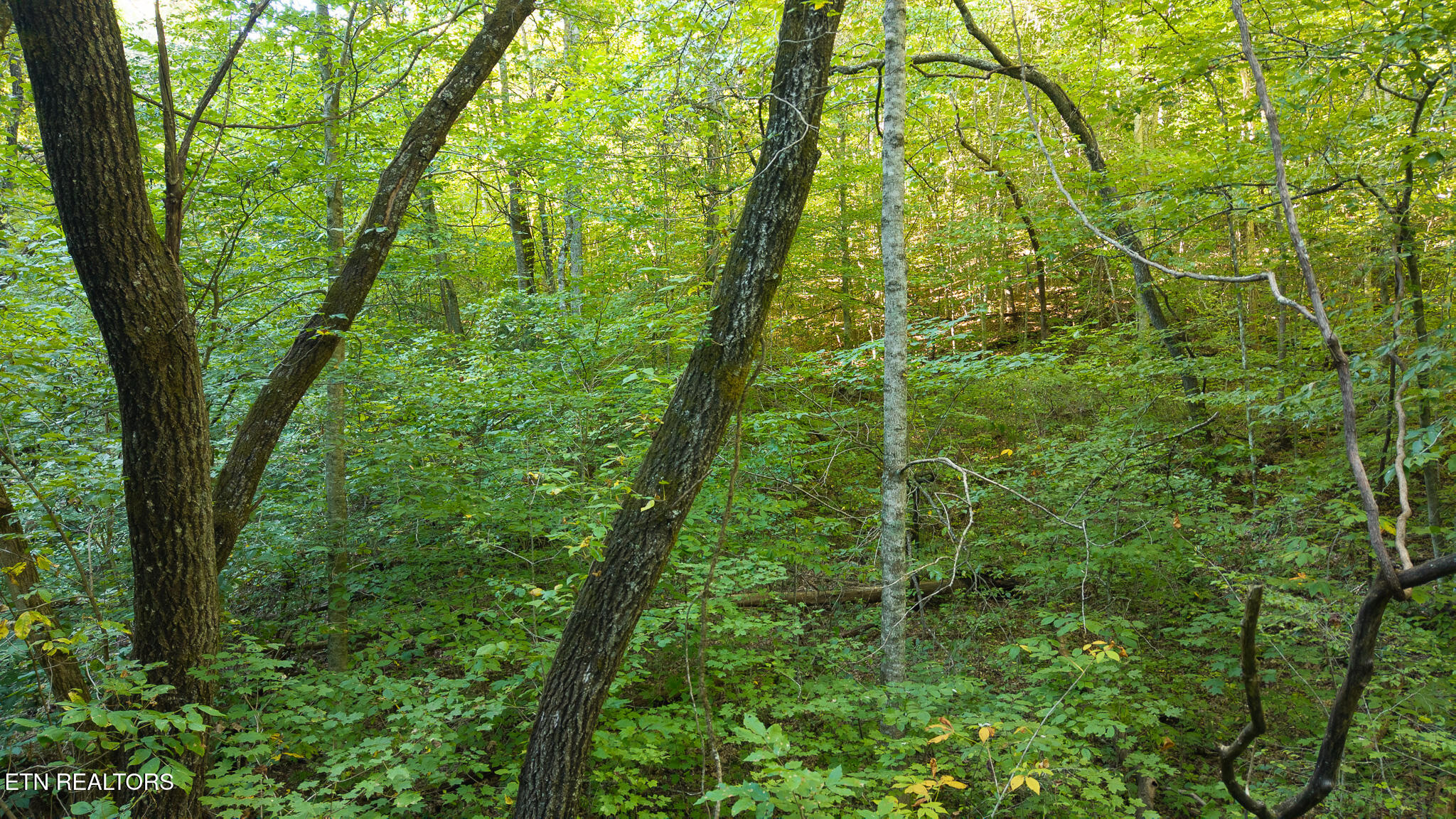 32.38 Ac Off Panther Creek Road Sneedville TN 37869