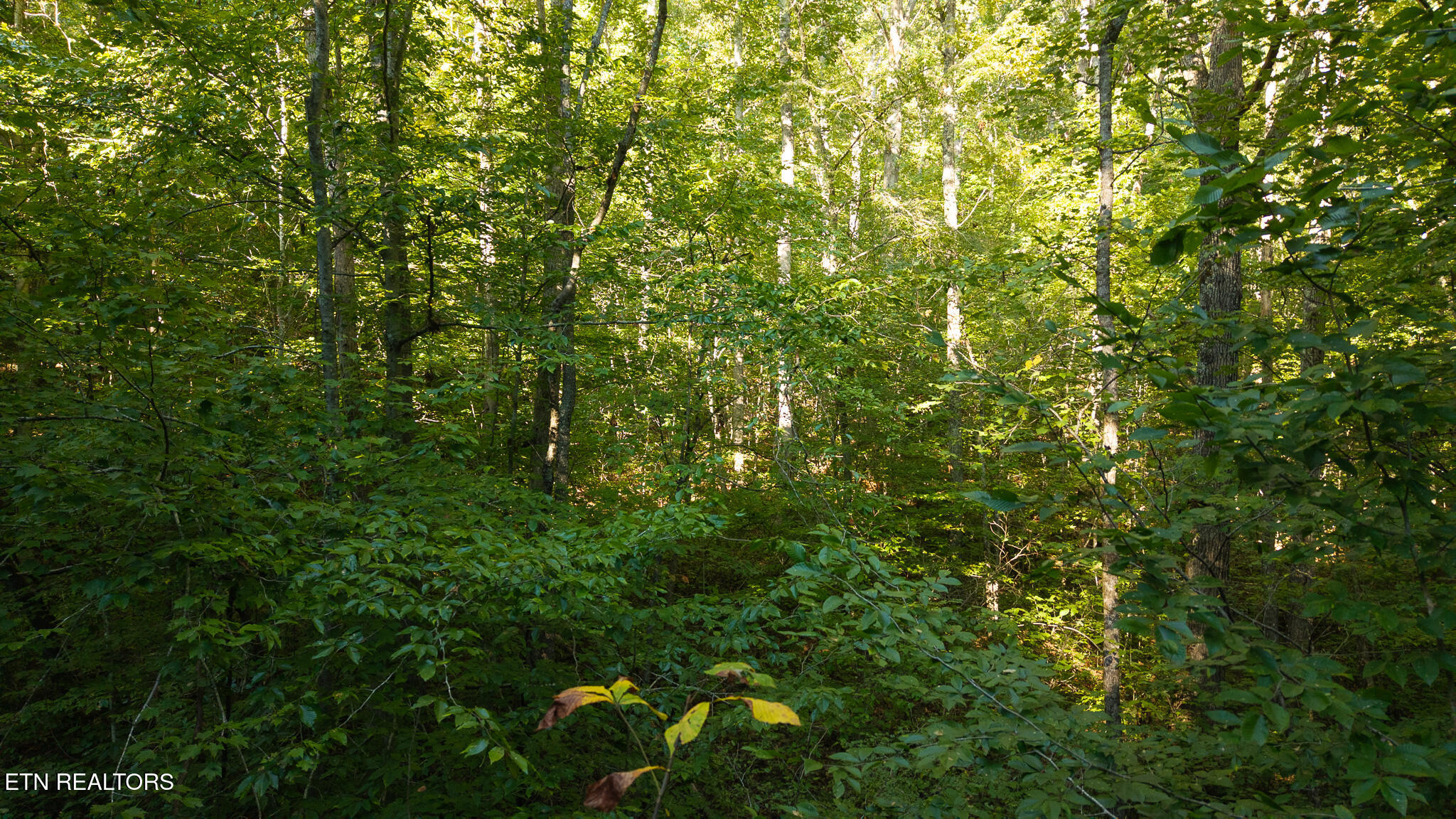 32.38 Ac Off Panther Creek Road Sneedville TN 37869