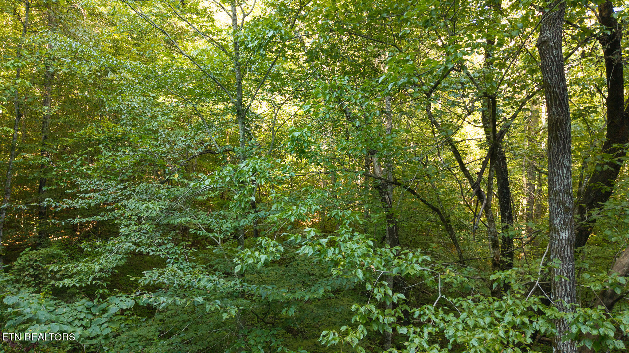 32.38 Ac Off Panther Creek Road Sneedville TN 37869