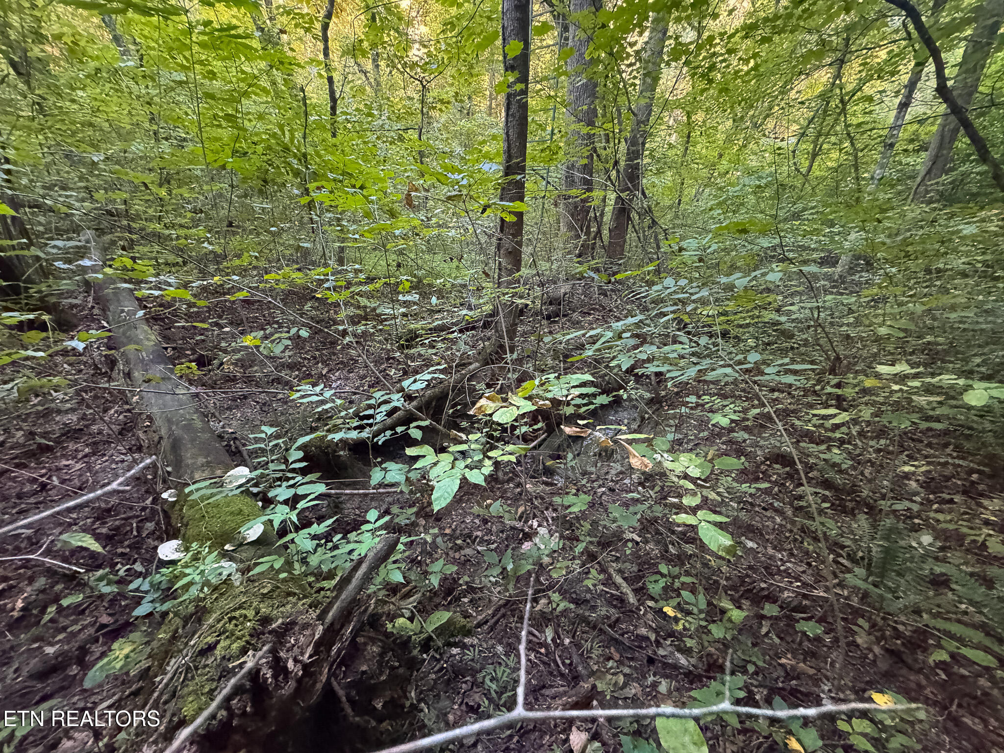 32.38 Ac Off Panther Creek Road Sneedville TN 37869