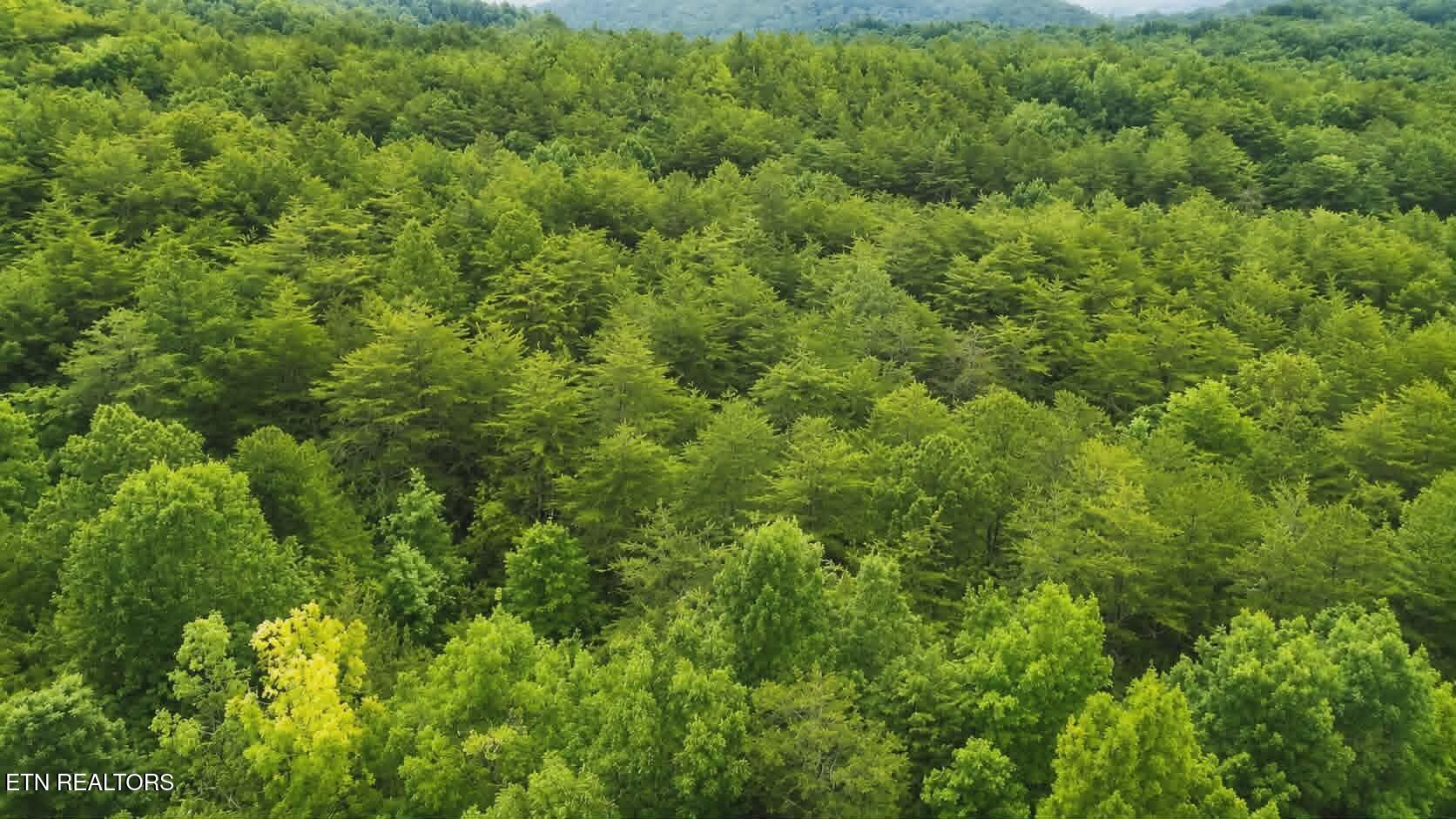 Buck Horn Road Dandridge TN 37725