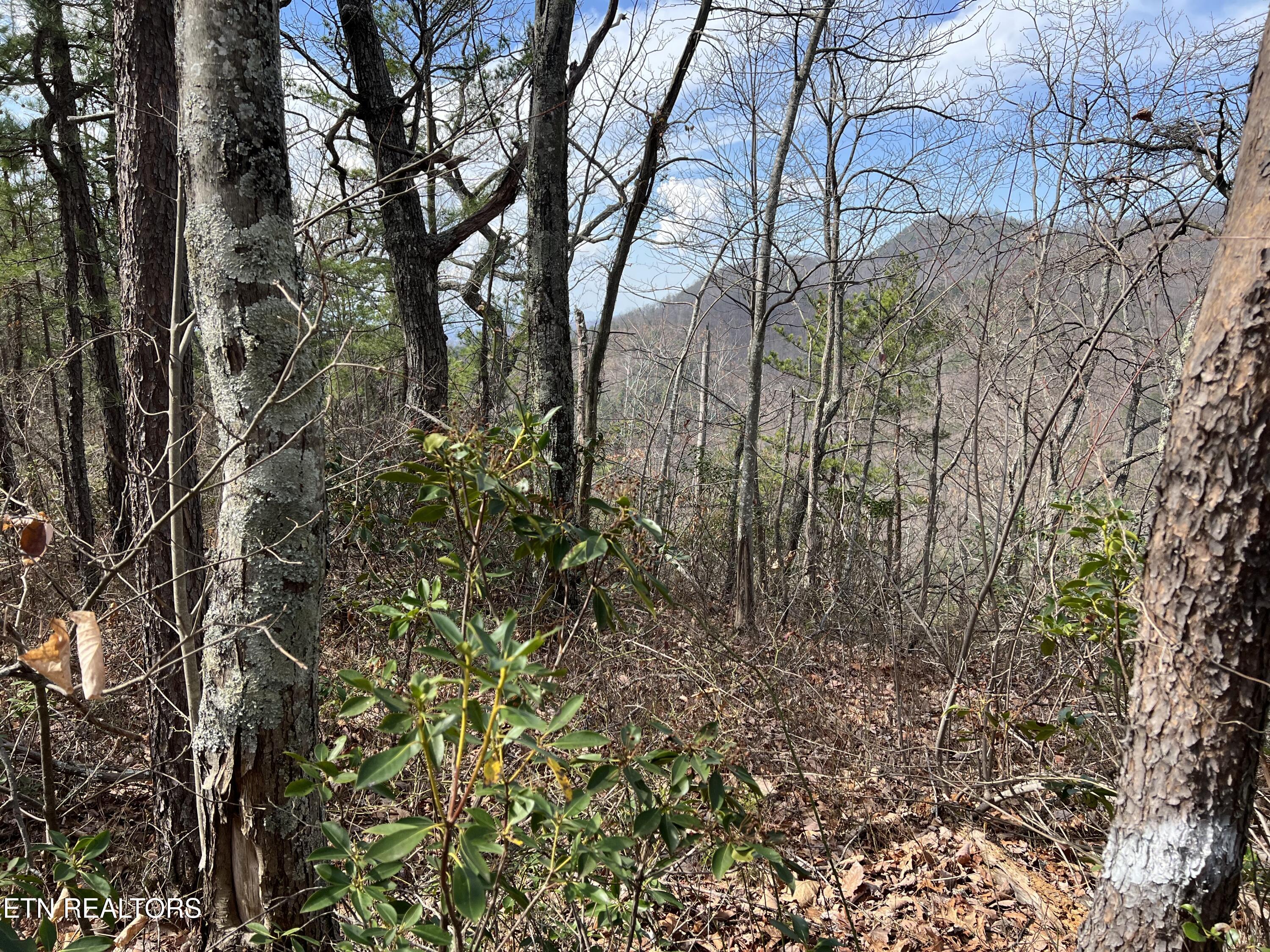 Chestnut Ridge Court Sevierville TN 37876