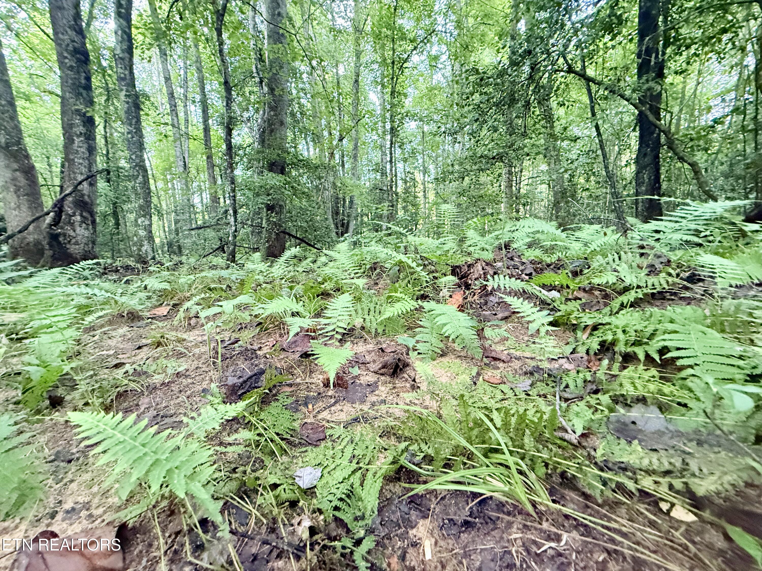 Lot 26 Airport Road Rockwood TN 37854