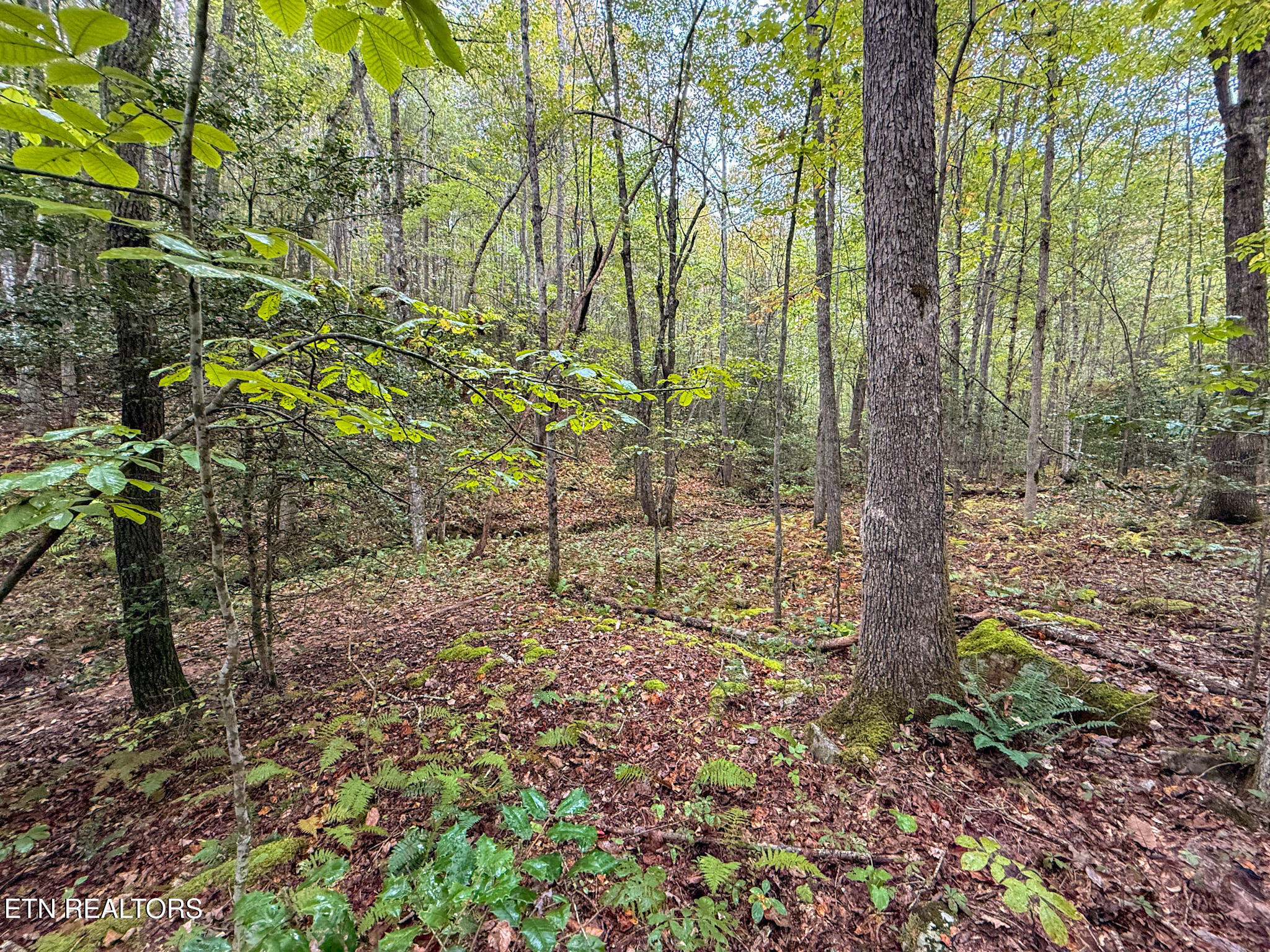 Lot 26 Airport Road Rockwood TN 37854
