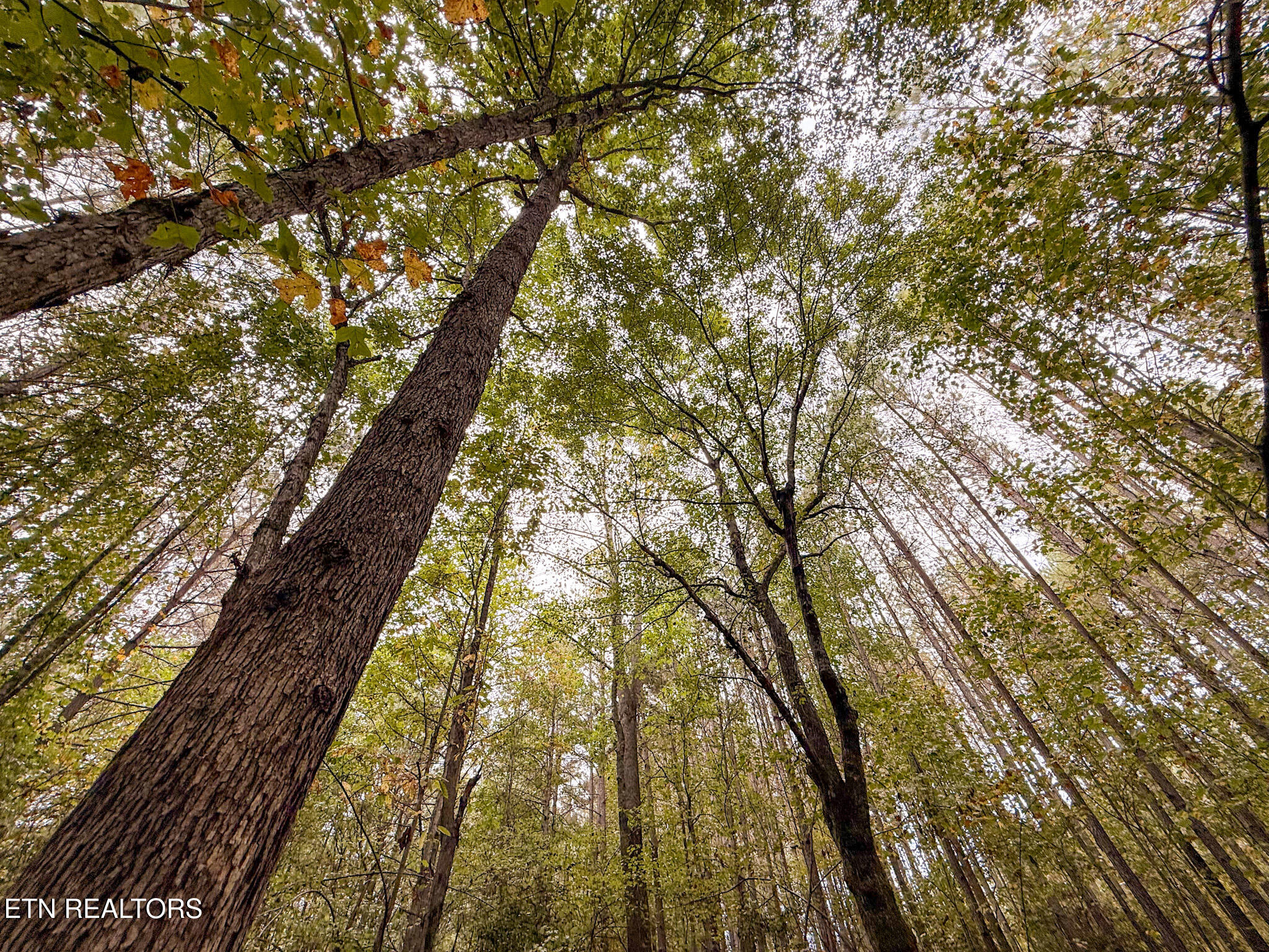 Lot 26 Airport Road Rockwood TN 37854