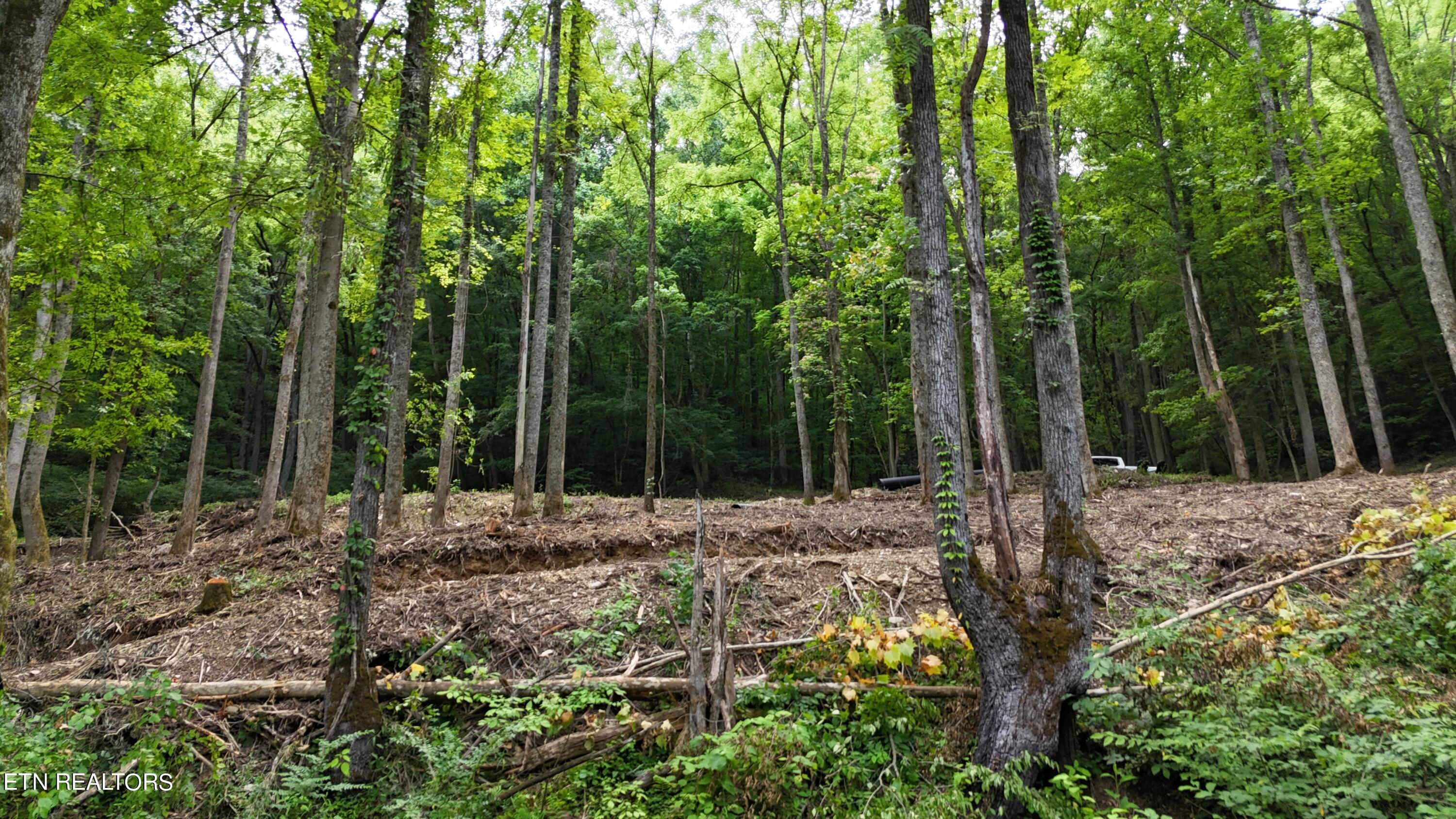 4320 Barnes Hollow Road Cosby TN 37722