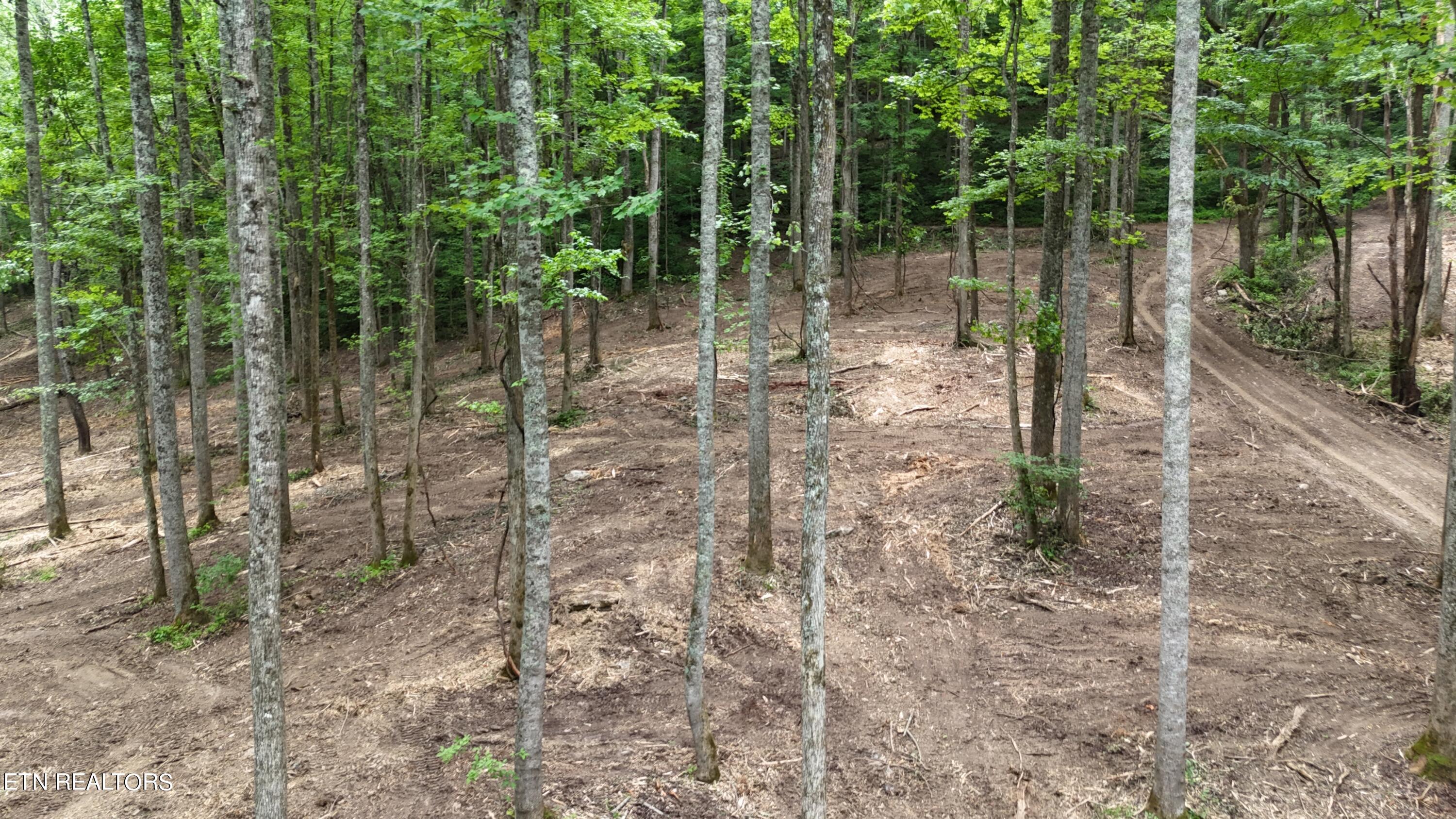 4320 Barnes Hollow Road Cosby TN 37722