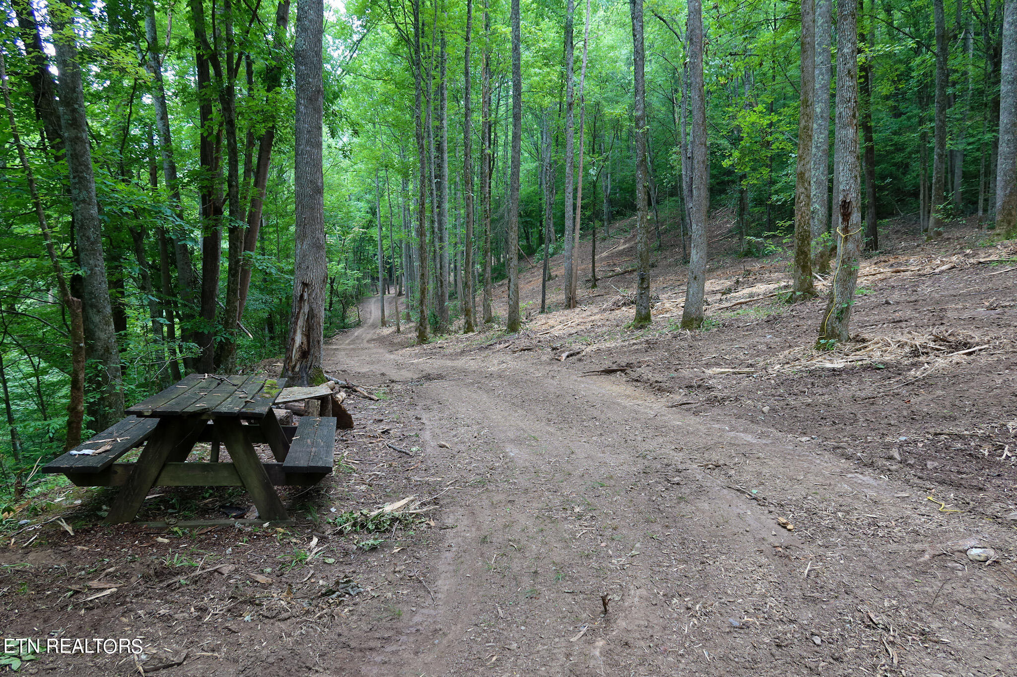 4320 Barnes Hollow Road Cosby TN 37722