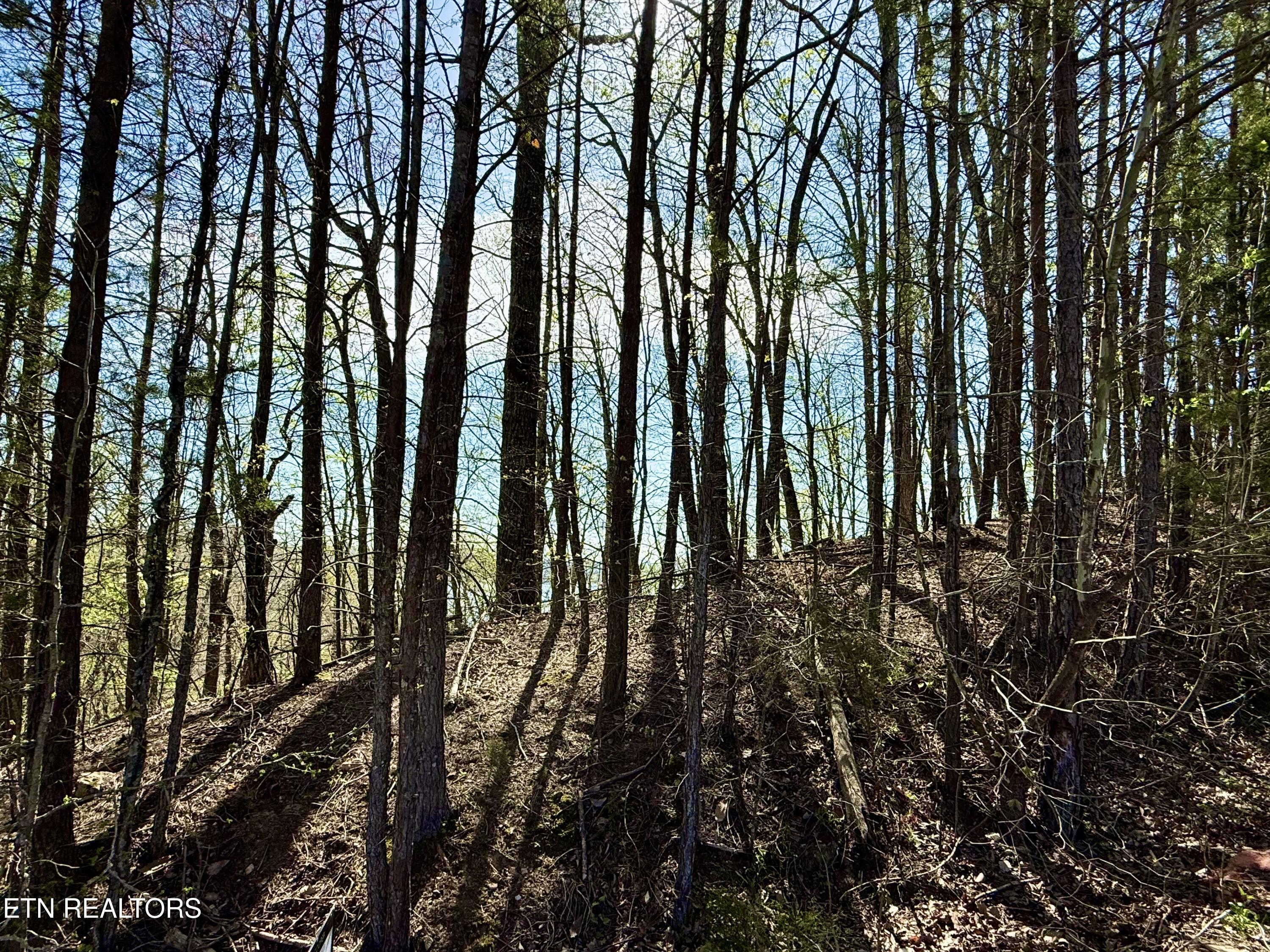 39 Eerie Point Rockwood TN 37854