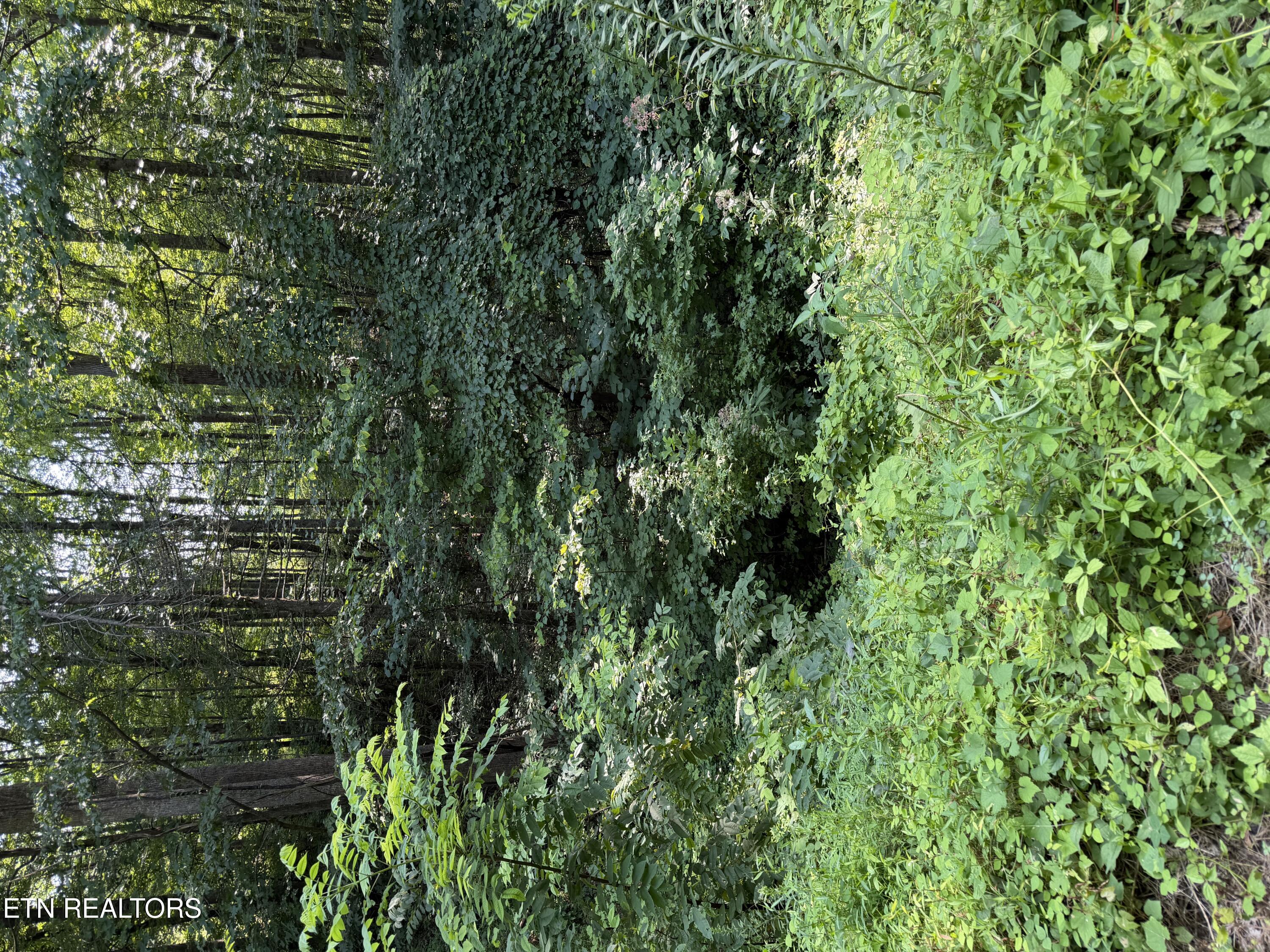 Lot 56 Butternut Lane Sevierville TN 37876