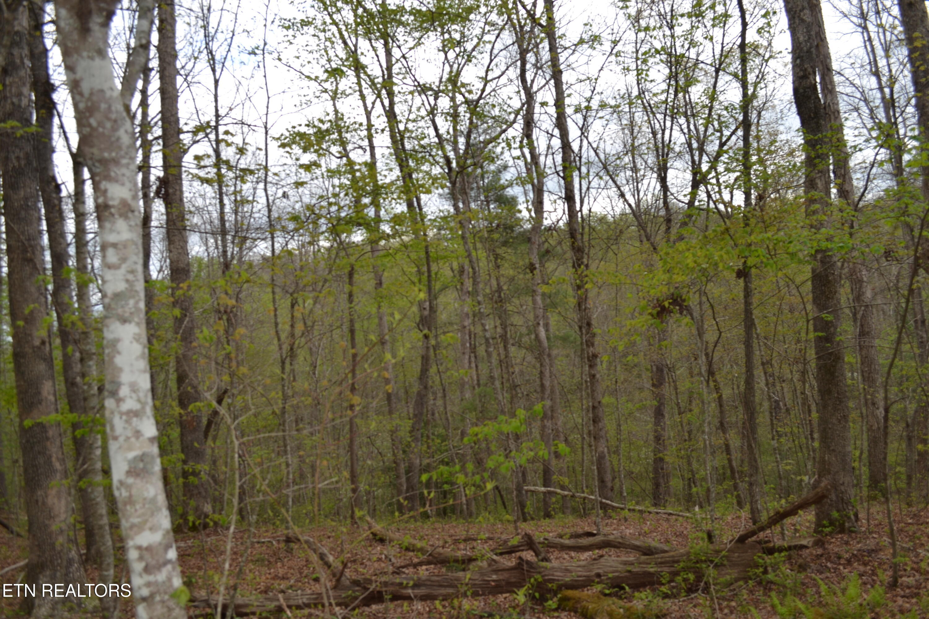 N Of Deer Lodge Highway Deer Lodge TN 37726