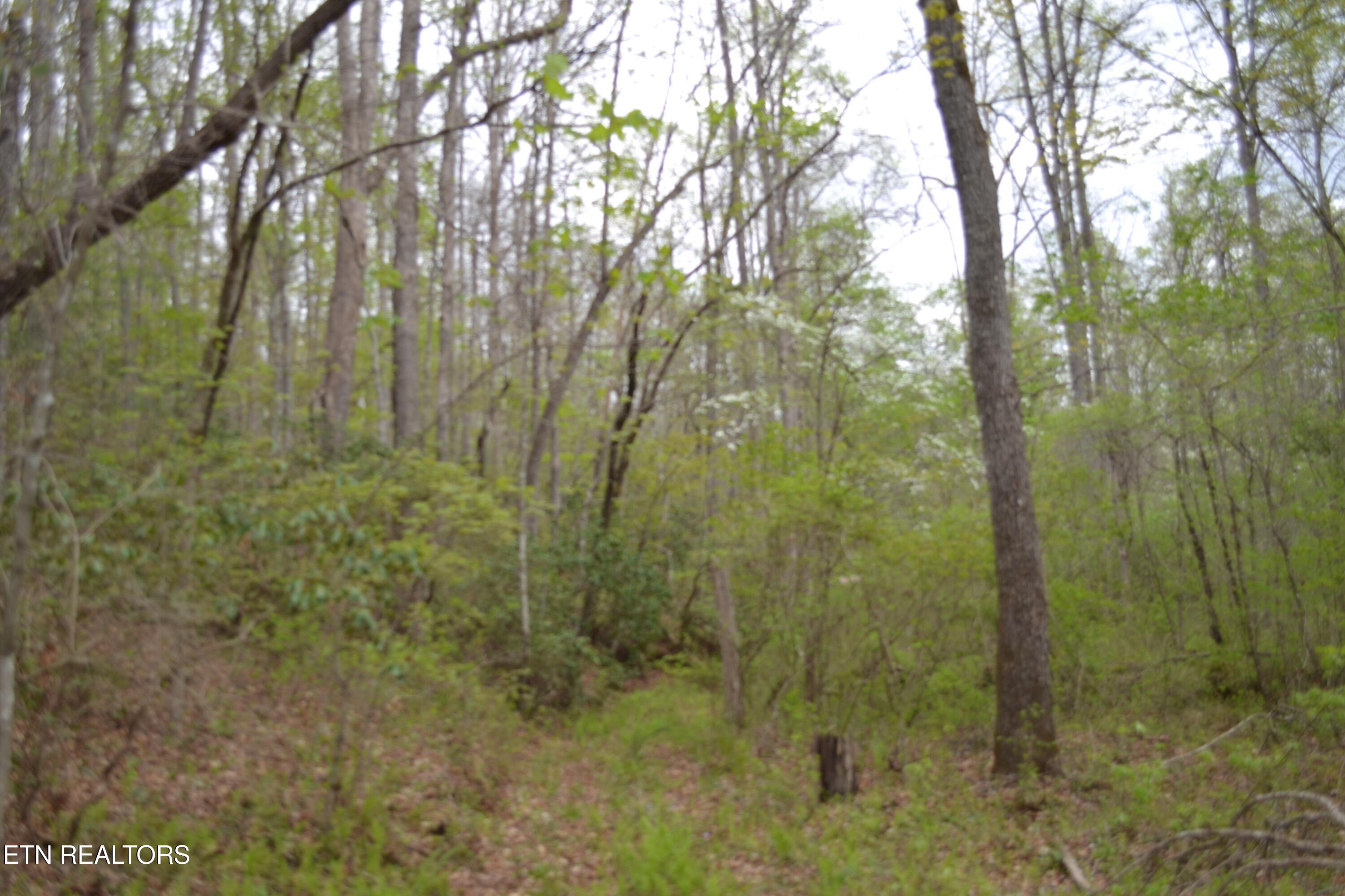 N Of Deer Lodge Highway Deer Lodge TN 37726