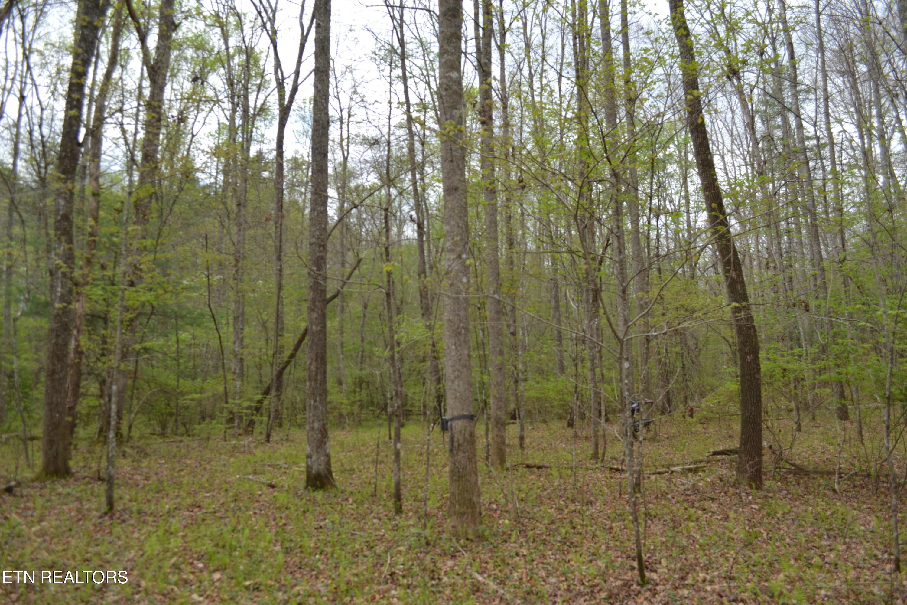 N Of Deer Lodge Highway Deer Lodge TN 37726