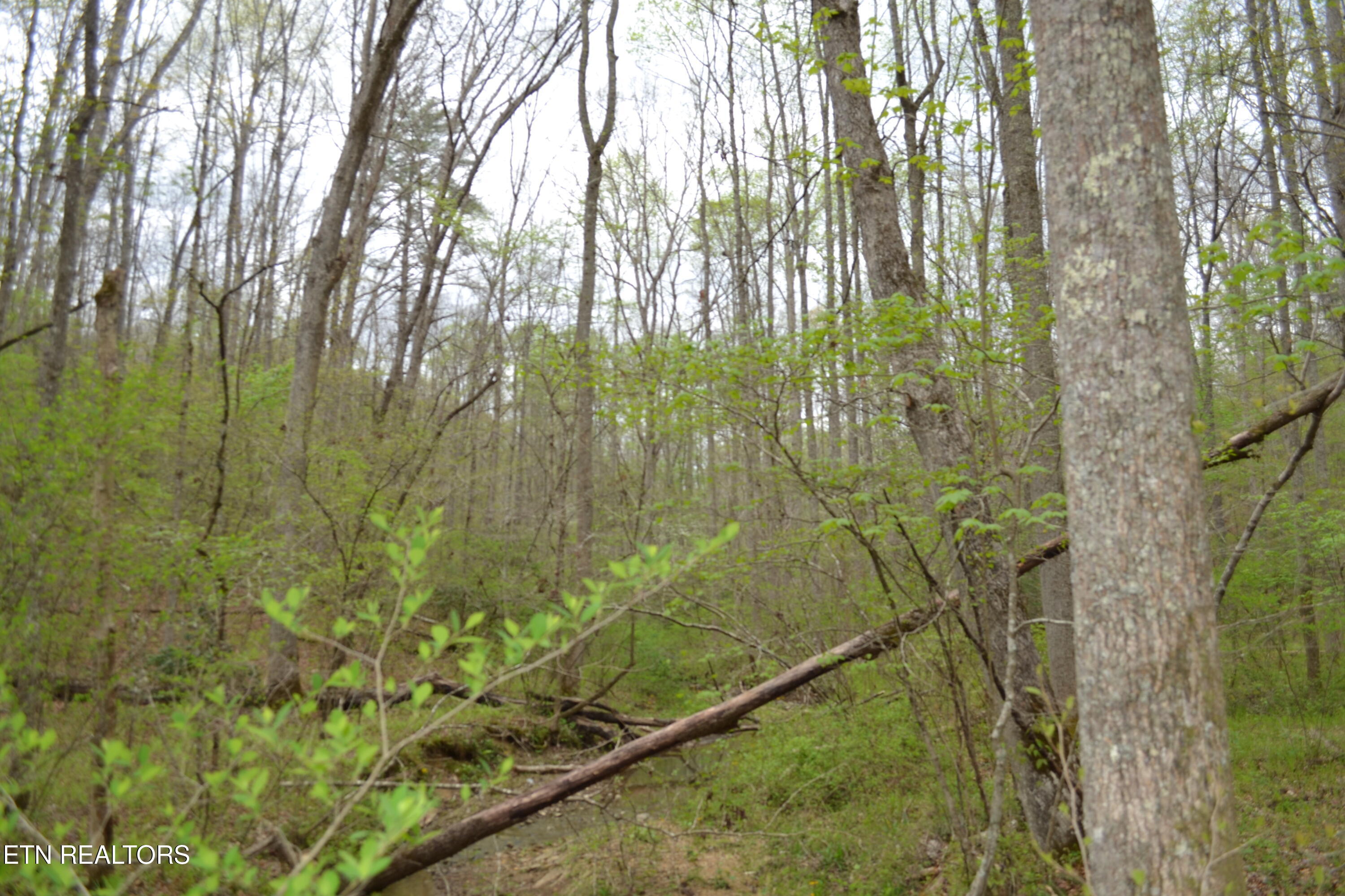 N Of Deer Lodge Highway Deer Lodge TN 37726