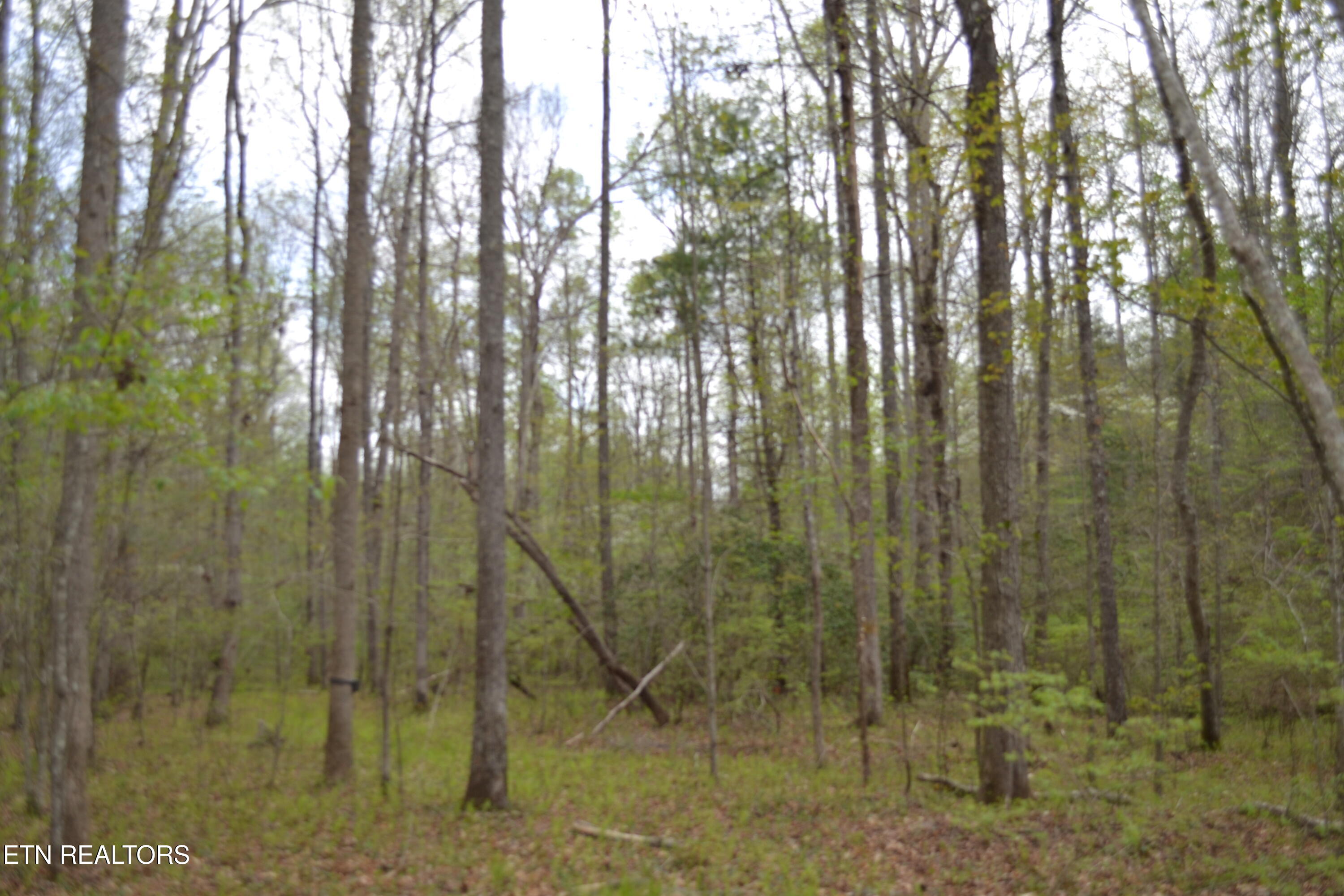 N Of Deer Lodge Highway Deer Lodge TN 37726