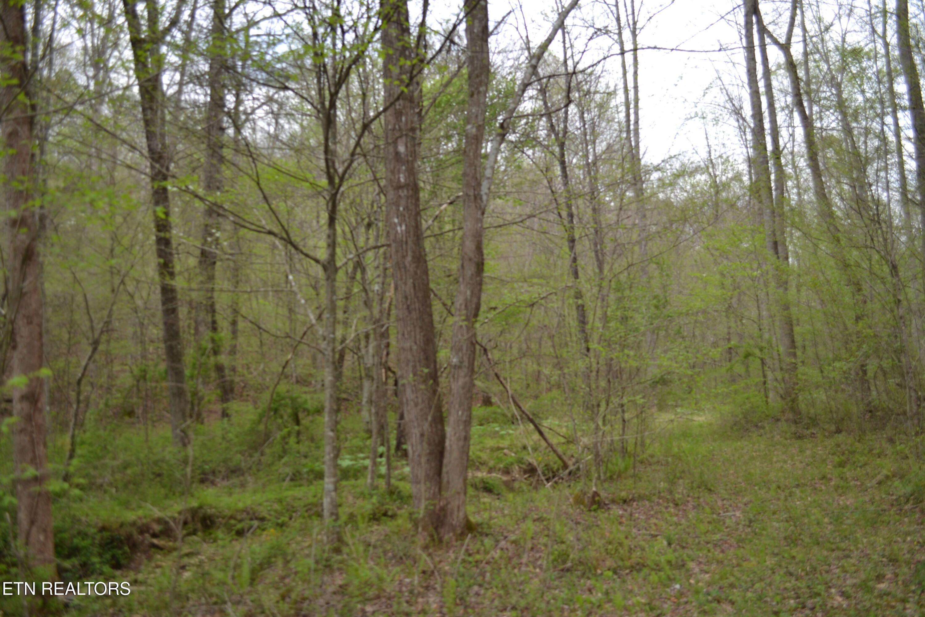 N Of Deer Lodge Highway Deer Lodge TN 37726