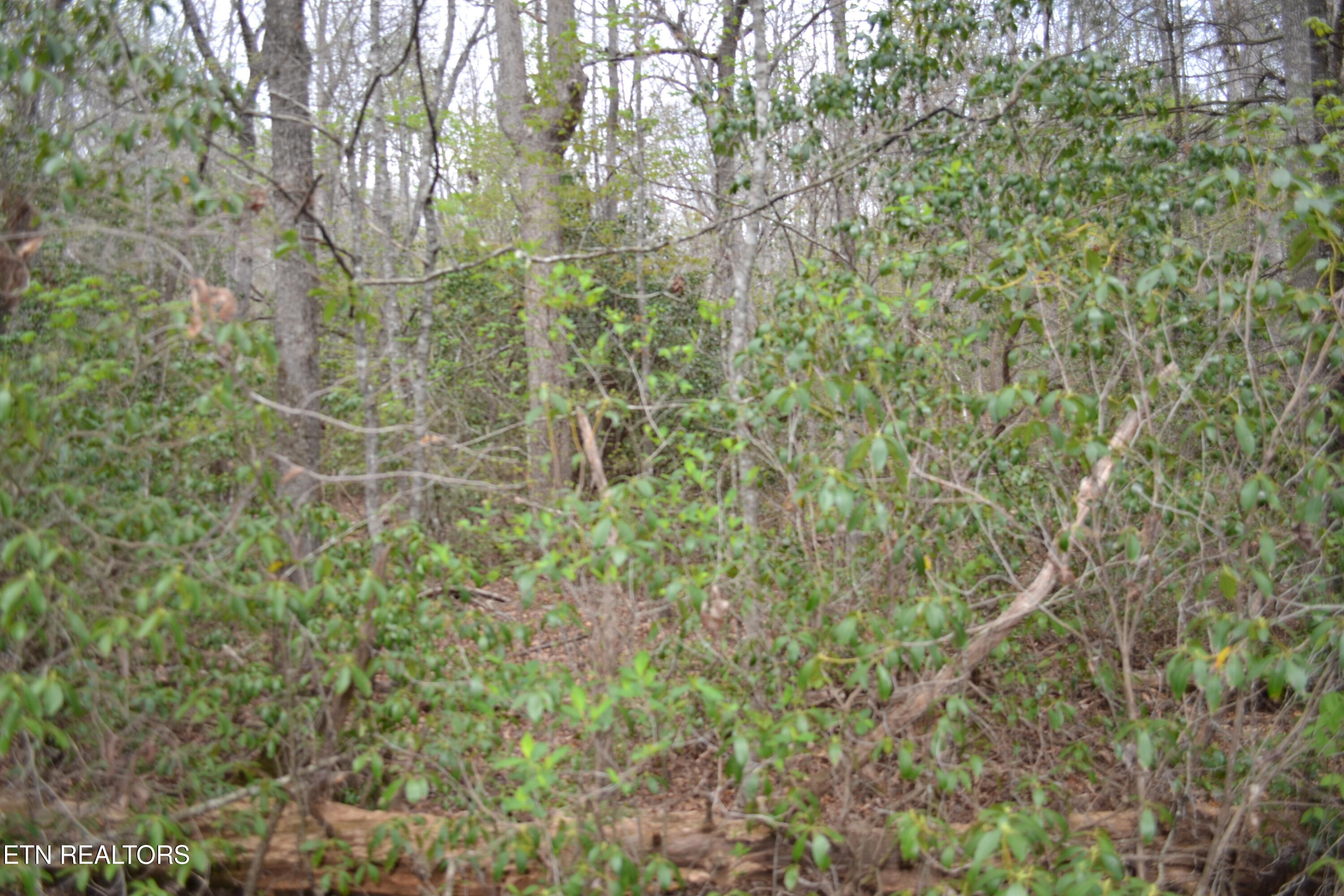 N Of Deer Lodge Highway Deer Lodge TN 37726
