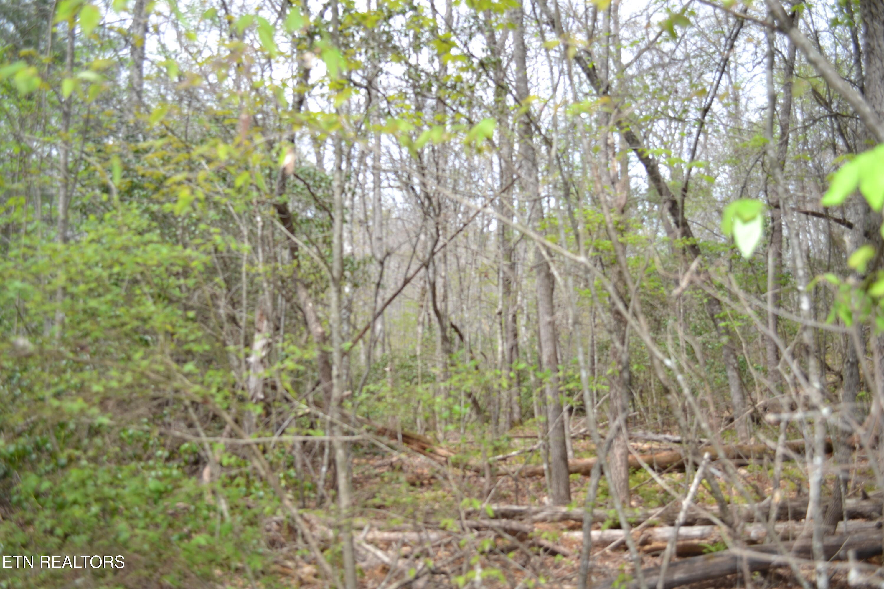 N Of Deer Lodge Highway Deer Lodge TN 37726