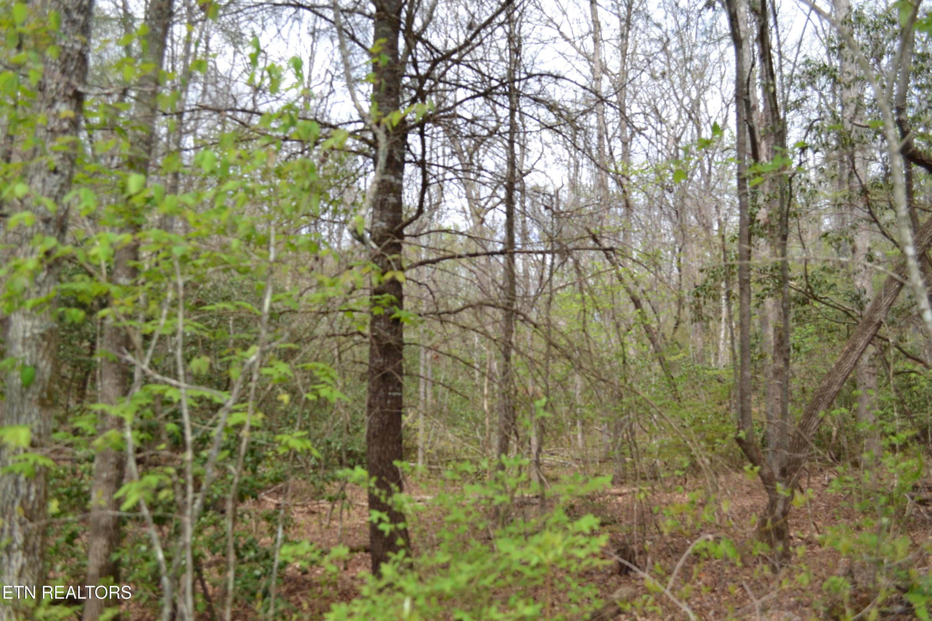 N Of Deer Lodge Highway Deer Lodge TN 37726