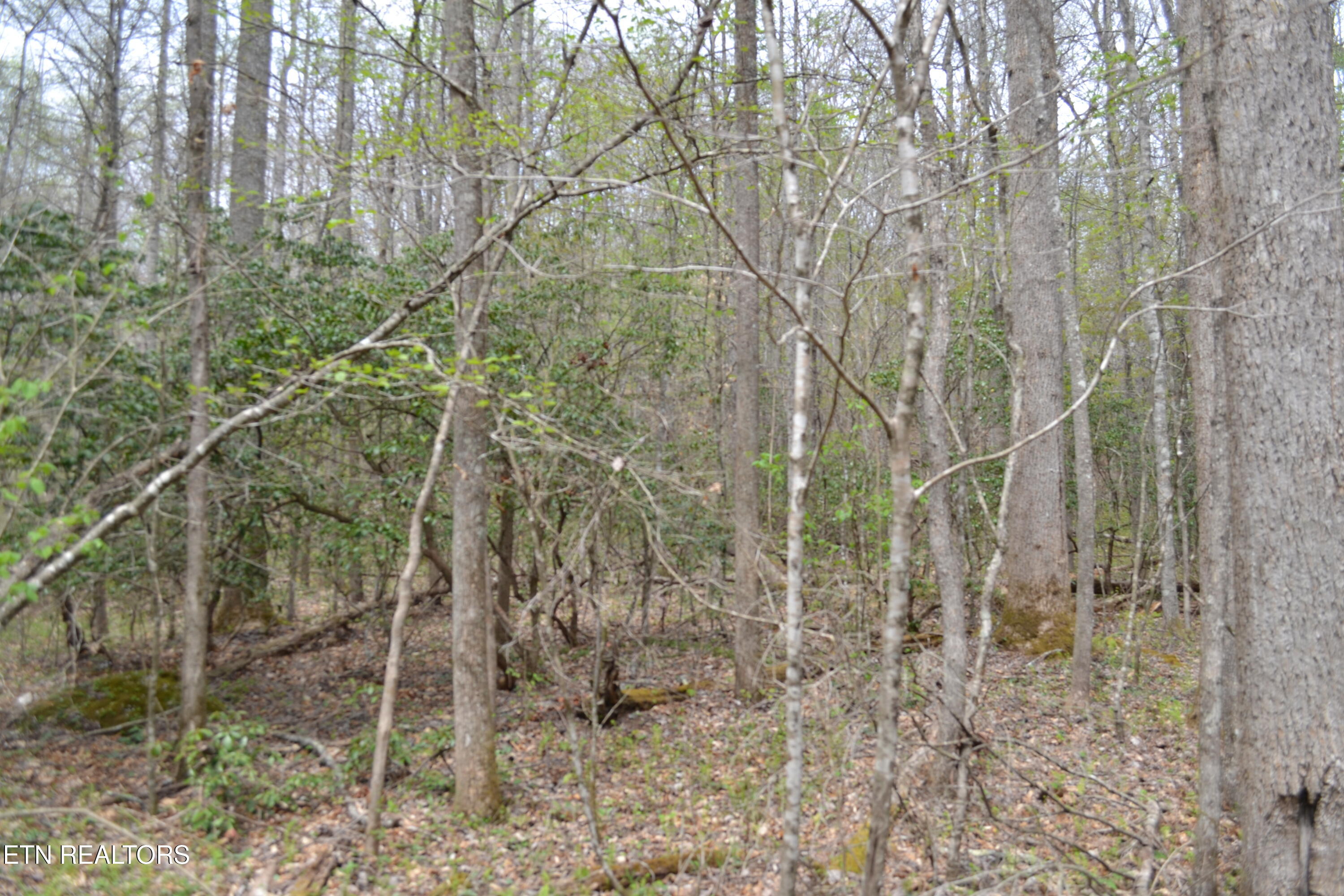 N Of Deer Lodge Highway Deer Lodge TN 37726