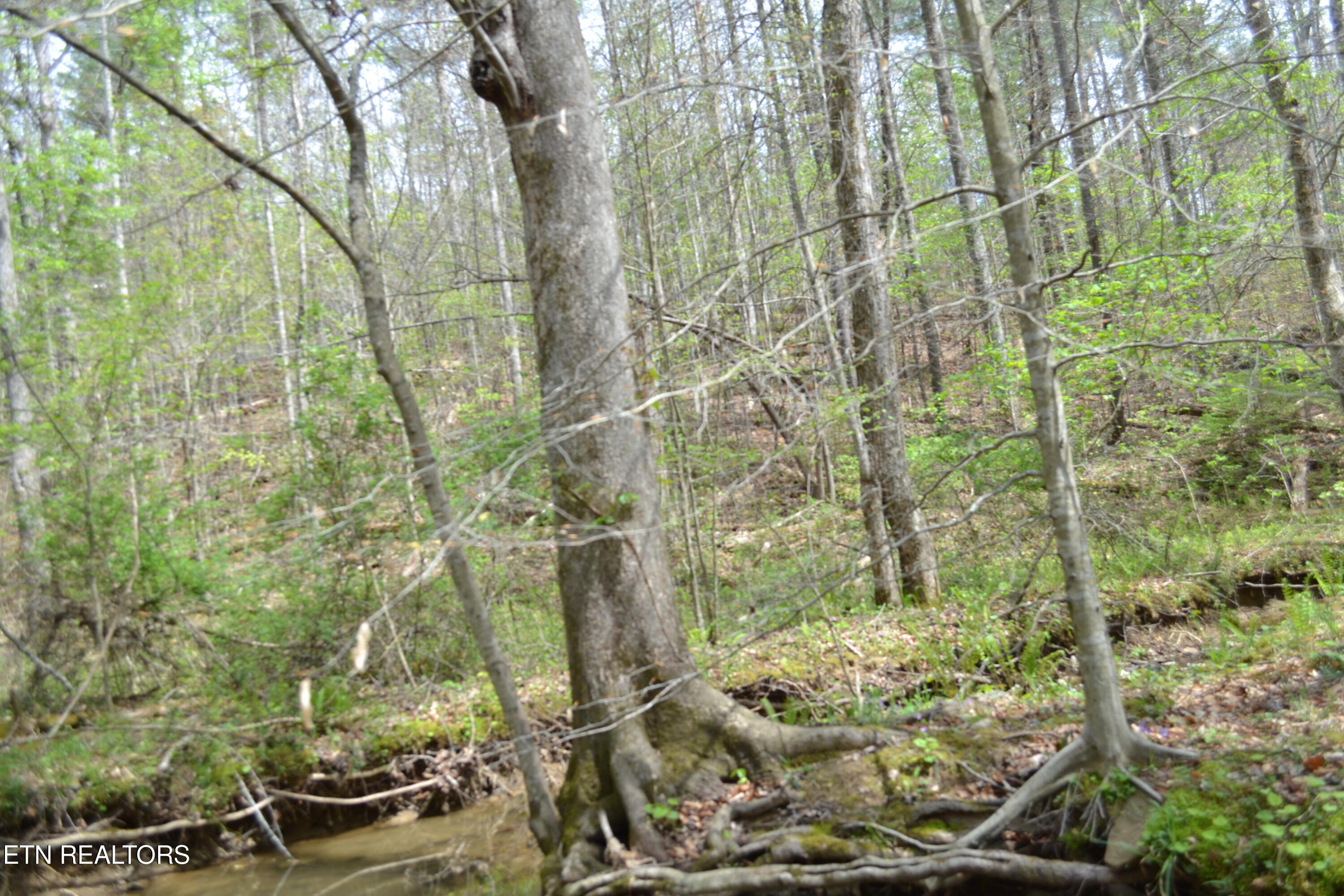 N Of Deer Lodge Highway Deer Lodge TN 37726