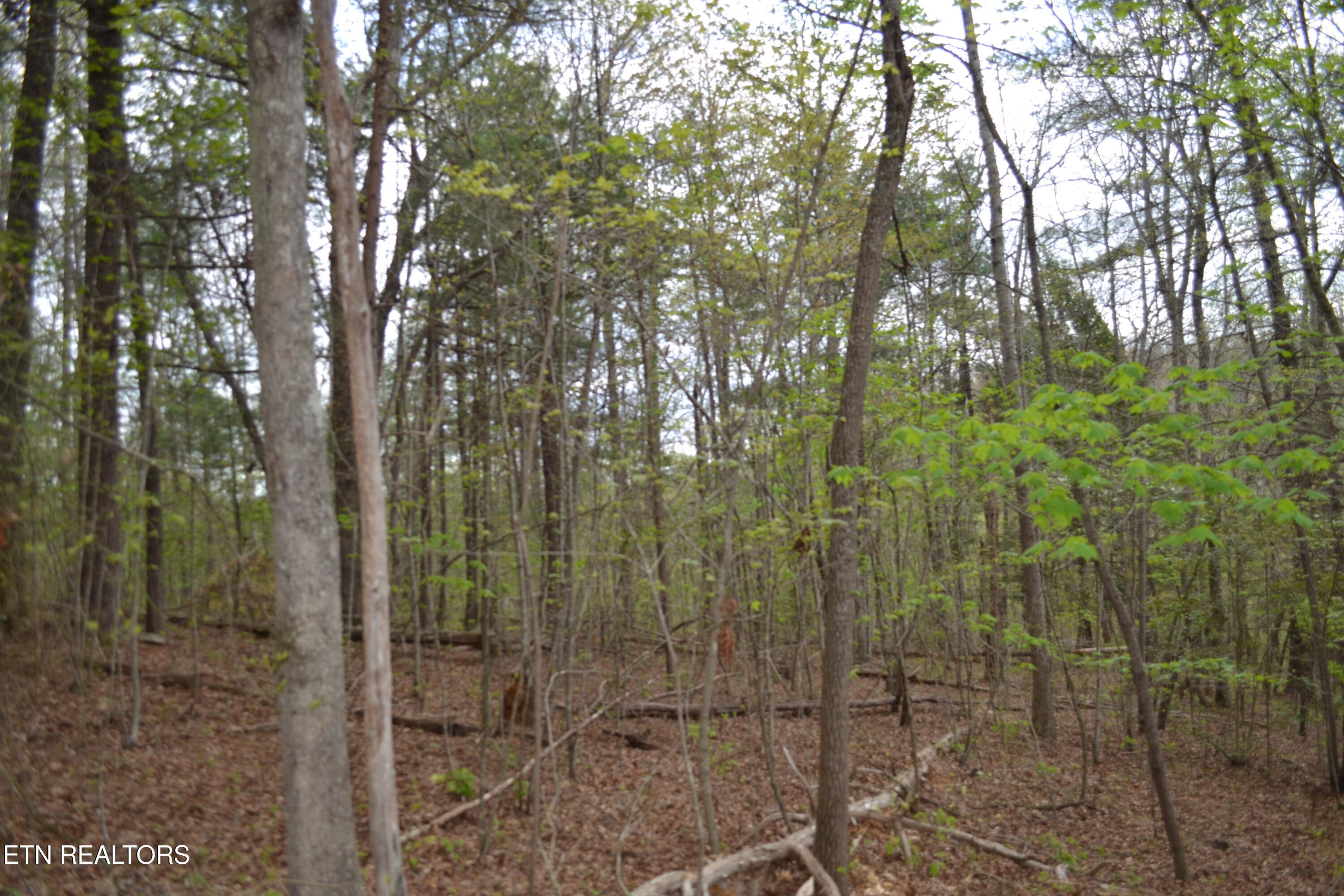 N Of Deer Lodge Highway Deer Lodge TN 37726