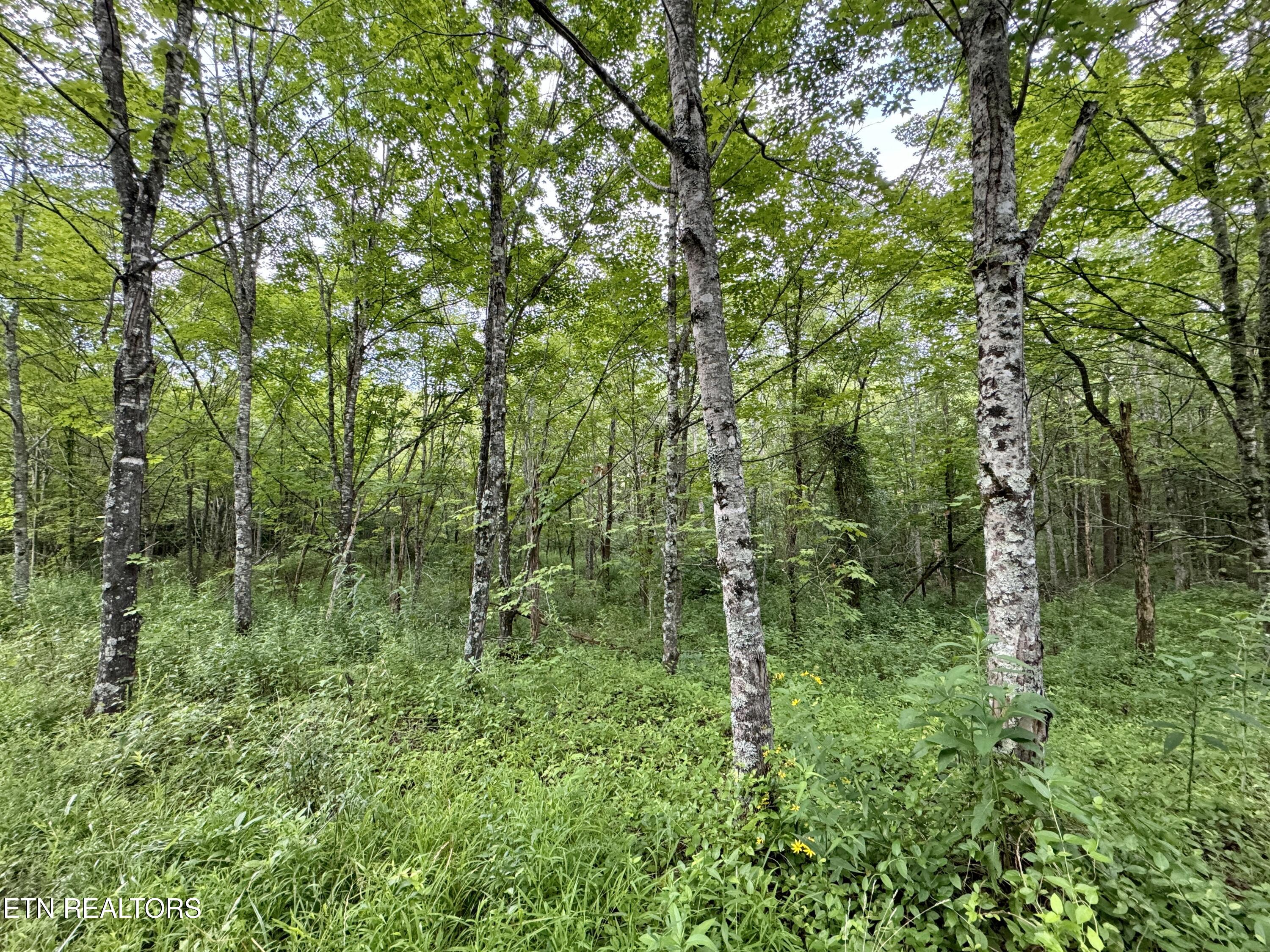 Smith Creek Road Winfield TN 37892