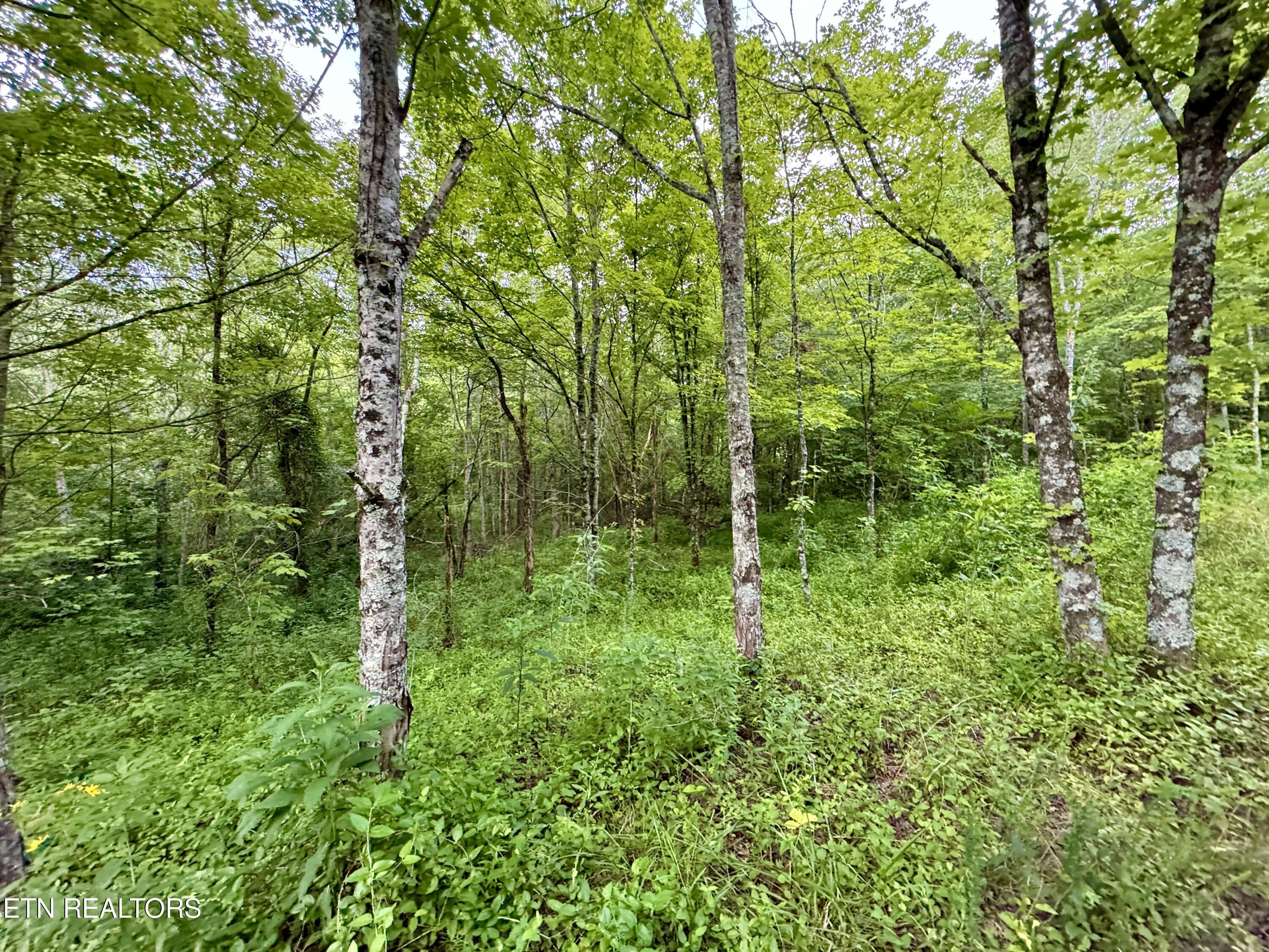 Smith Creek Road Winfield TN 37892