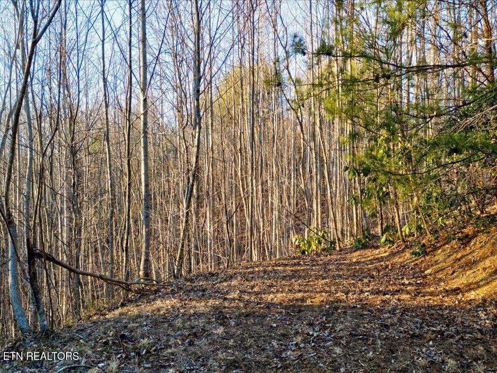 Lot 31 Sonshine Ridge Road Cosby TN 37722