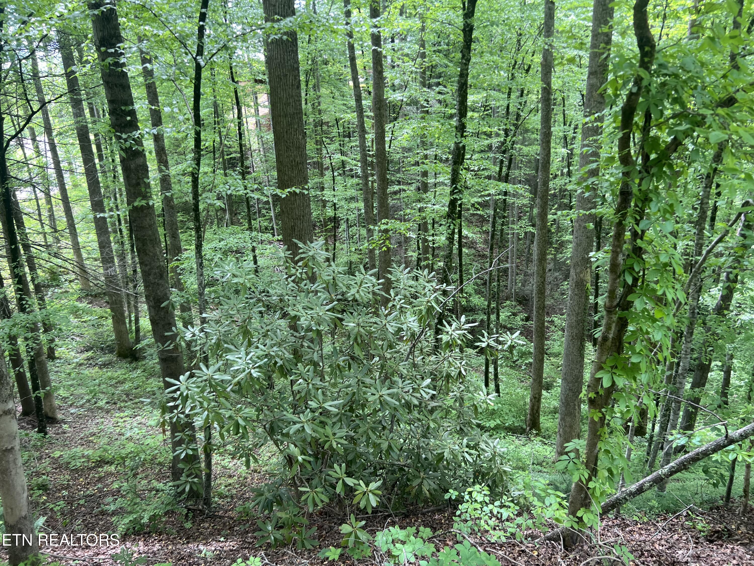 Lot 3 Old Cartertown (4.49 Acres) Road Gatlinburg TN 37738